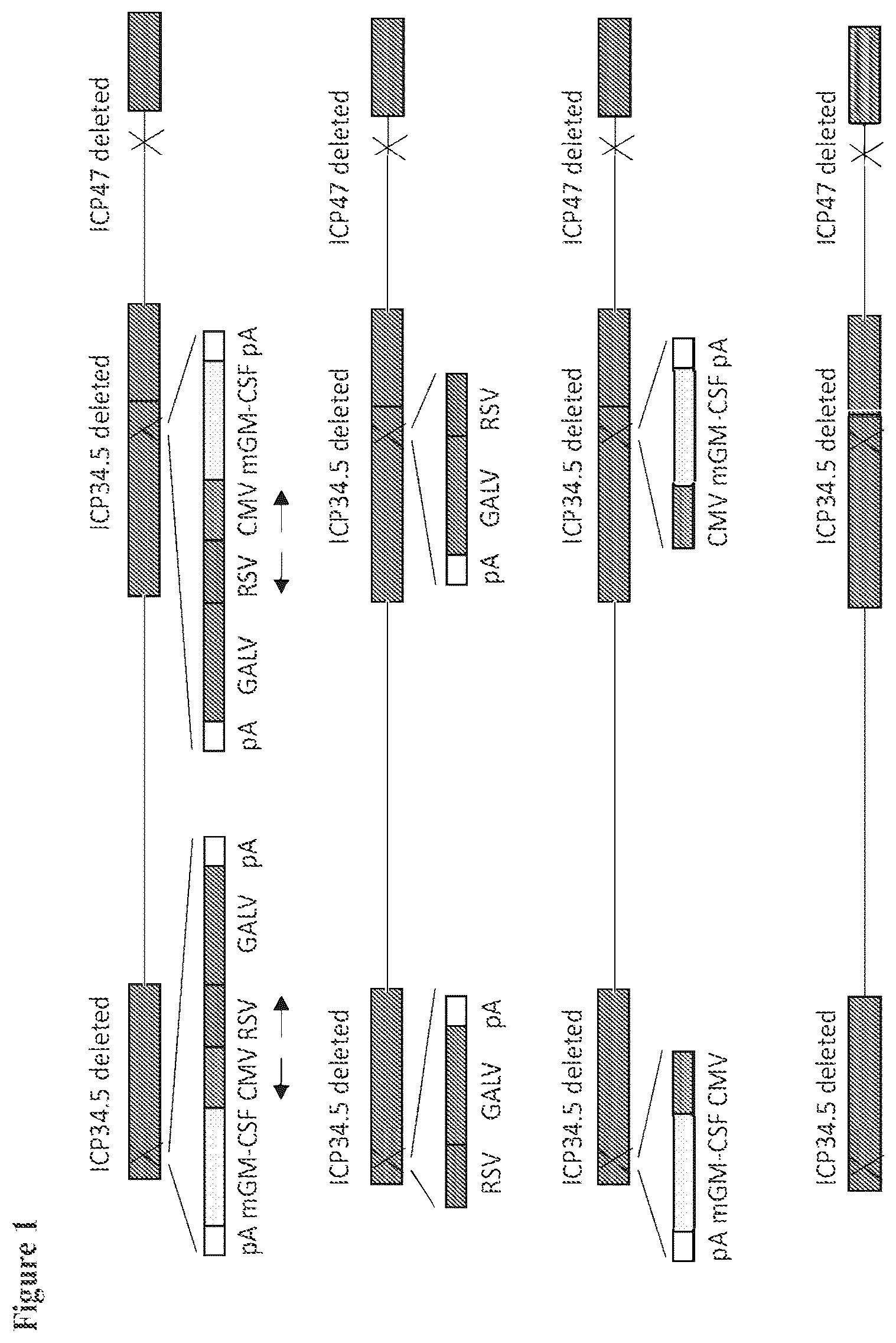 Patent US12564633 Figure 1 – Oncolytic virus strain