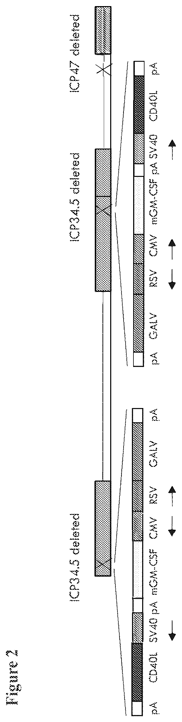 Patent US12564633 Figure 2 – Oncolytic virus strain