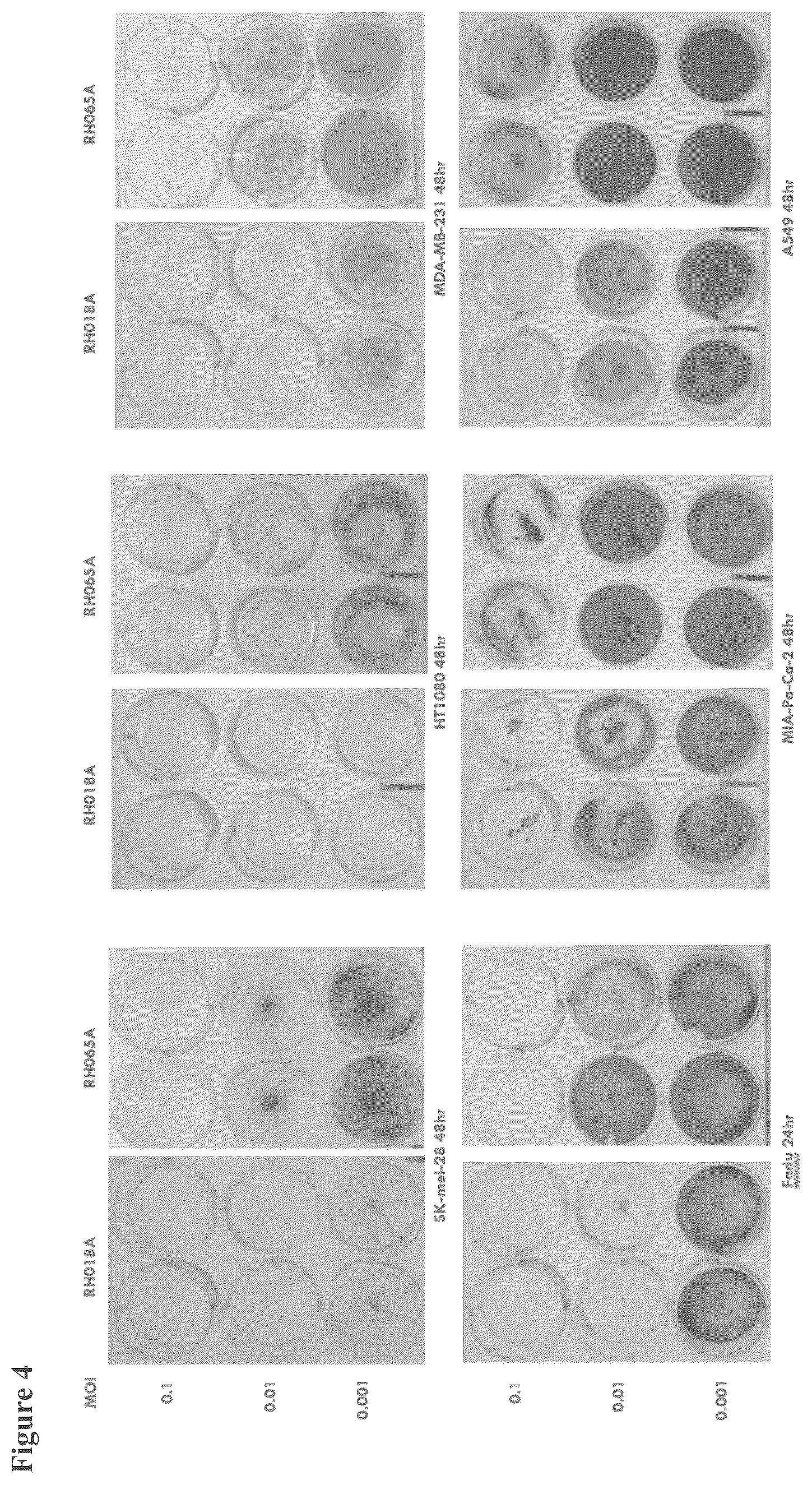 Patent US12564633 Figure 4 – Oncolytic virus strain