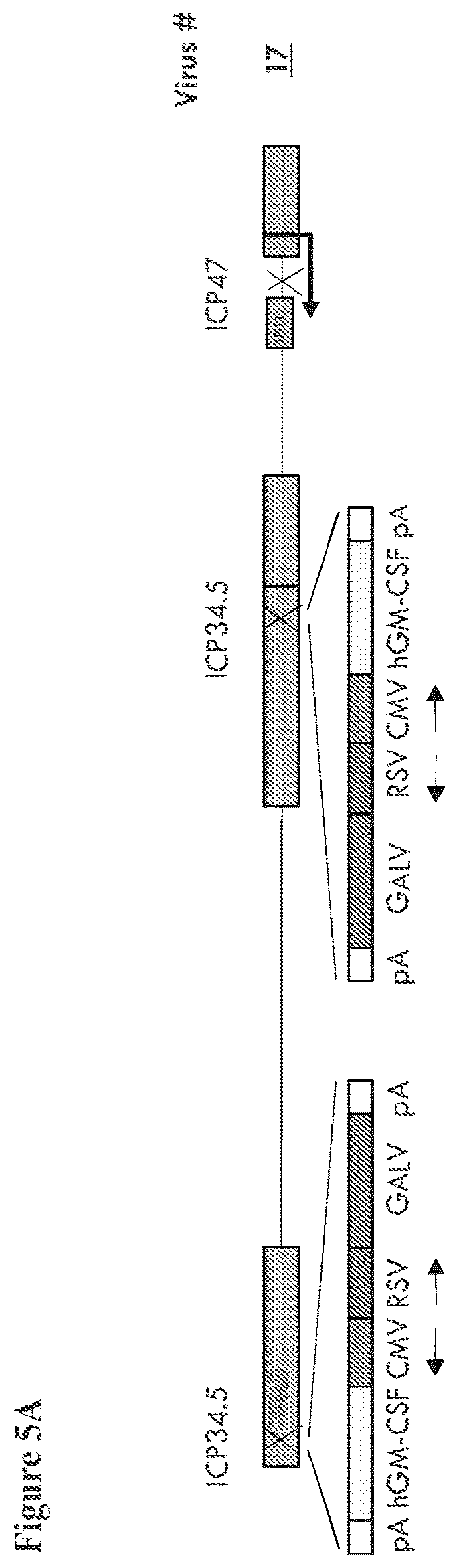 Patent US12564633 Figure 5 – Oncolytic virus strain