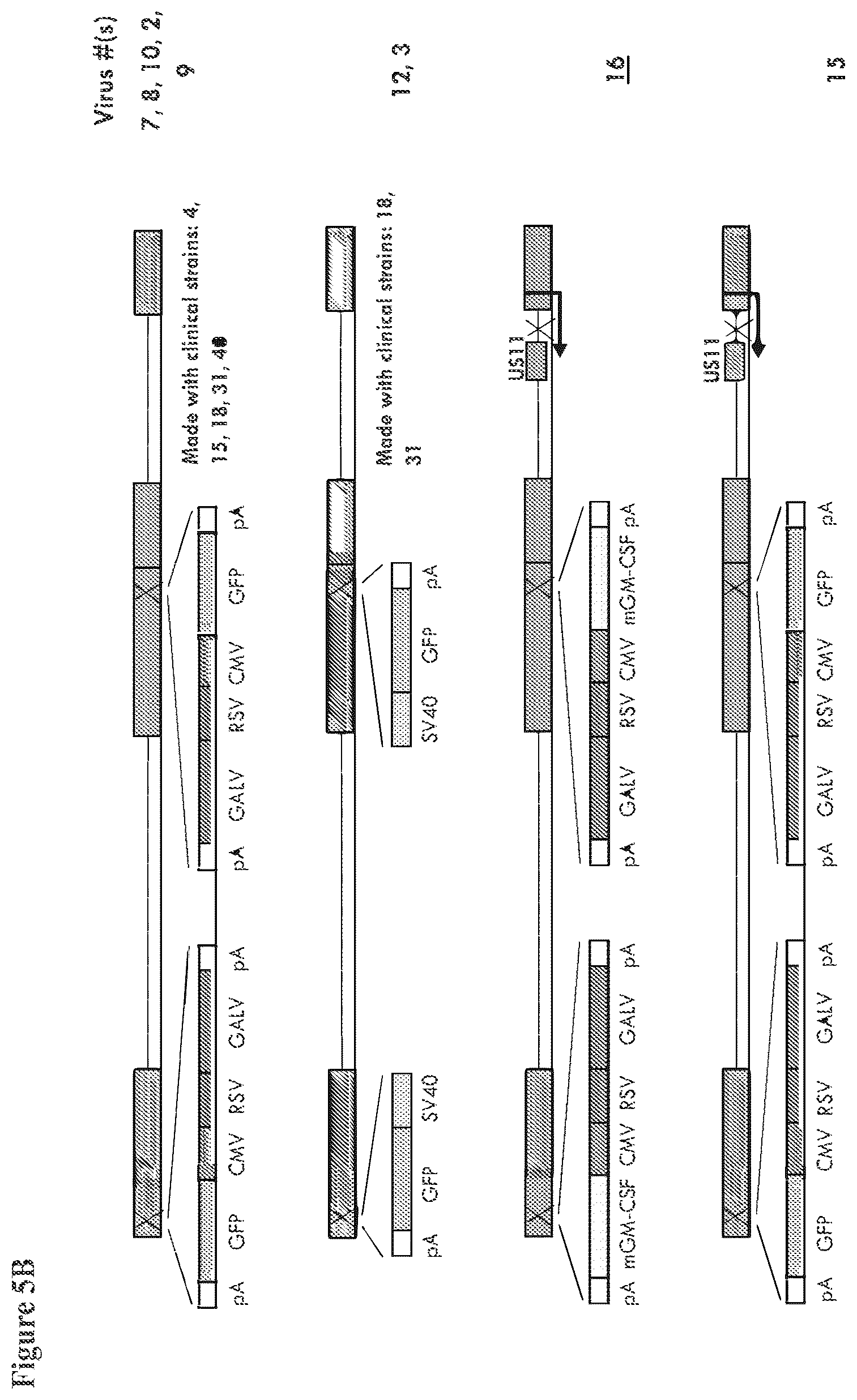 Patent US12564633 Figure 6 – Oncolytic virus strain