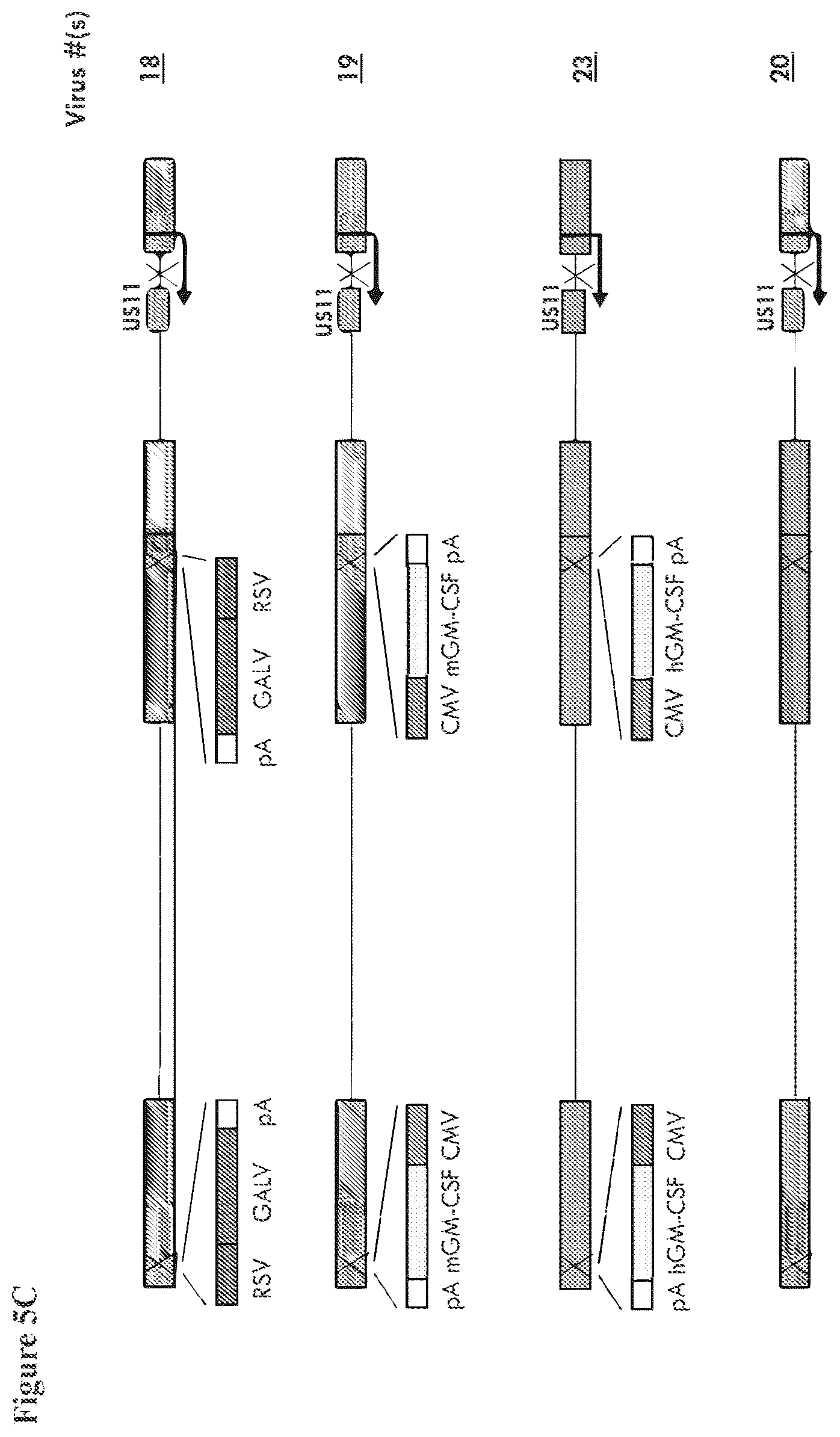 Patent US12564633 Figure 7 – Oncolytic virus strain