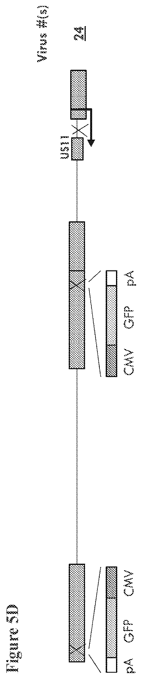 Patent US12564633 Figure 8 – Oncolytic virus strain