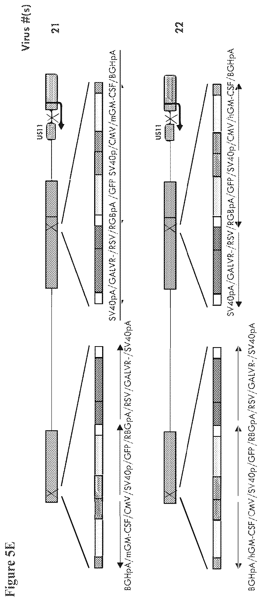 Patent US12564633 Figure 9 – Oncolytic virus strain