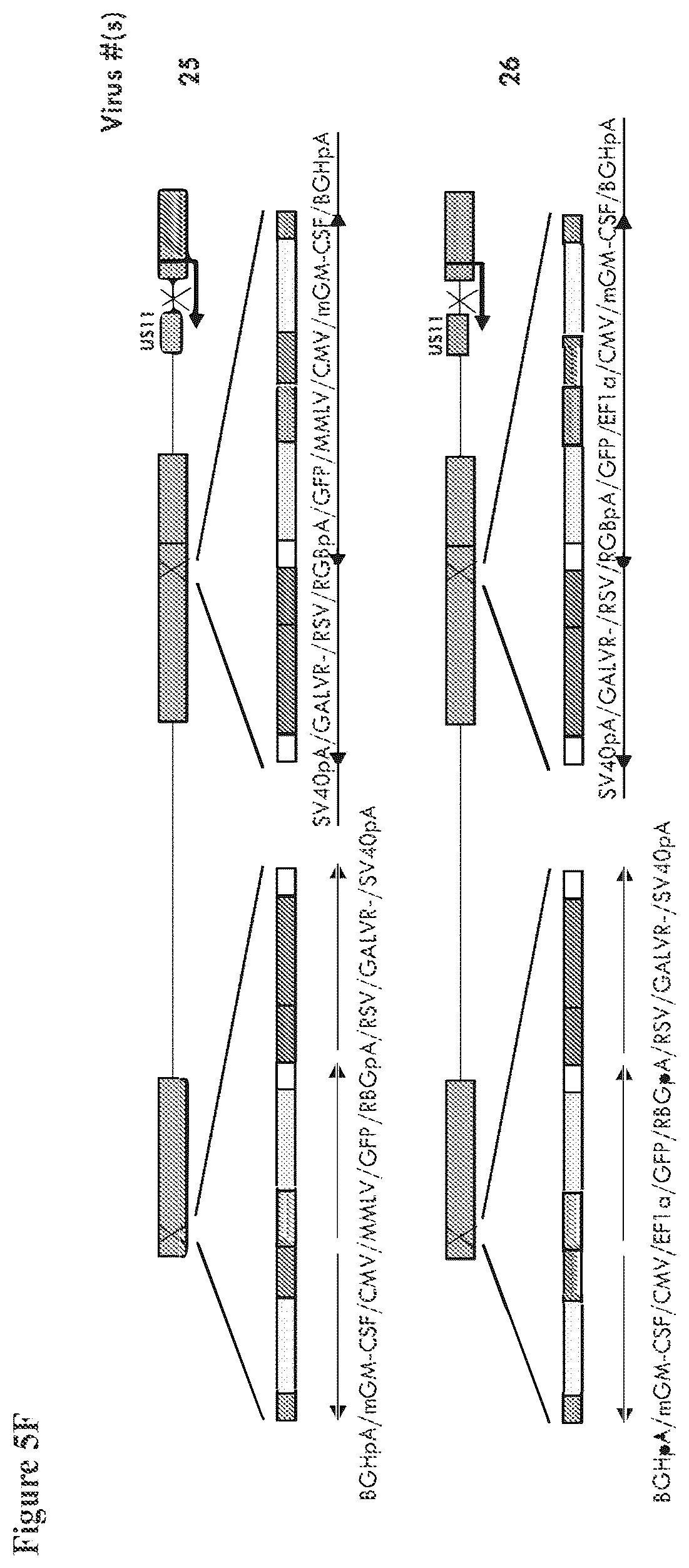 Patent US12564633 Figure 10 – Oncolytic virus strain