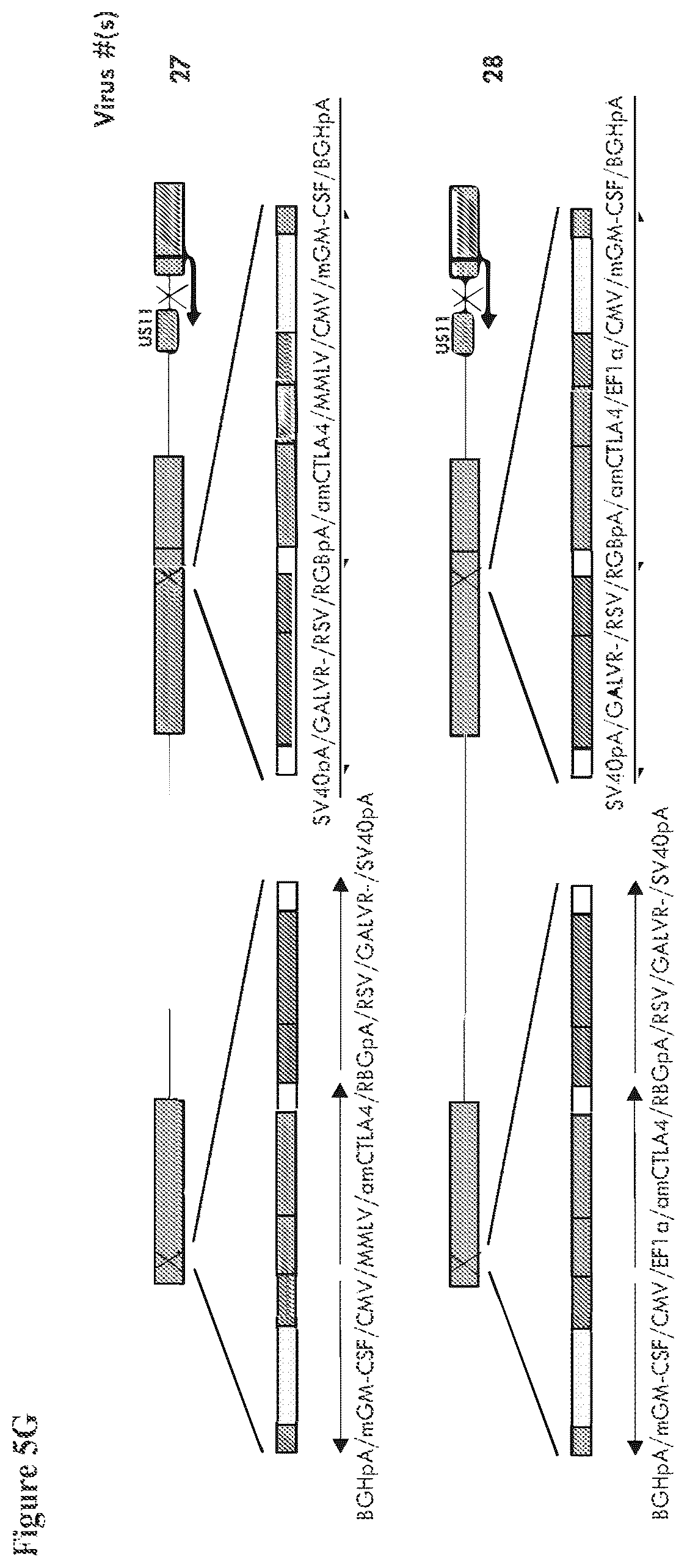Patent US12564633 Figure 11 – Oncolytic virus strain