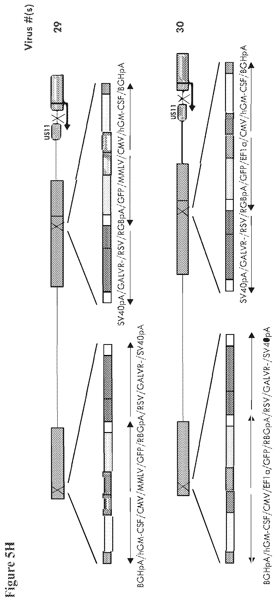 Patent US12564633 Figure 12 – Oncolytic virus strain