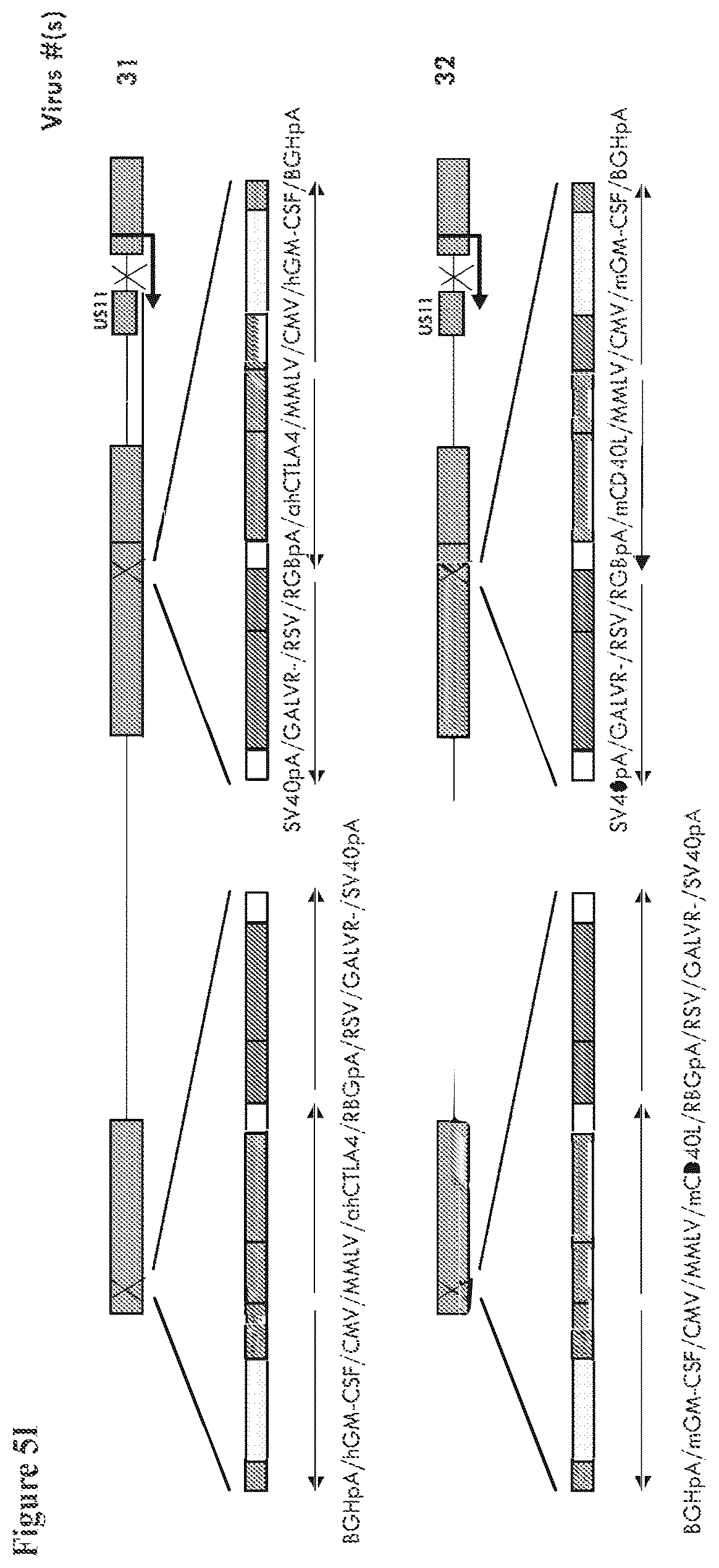 Patent US12564633 Figure 13 – Oncolytic virus strain