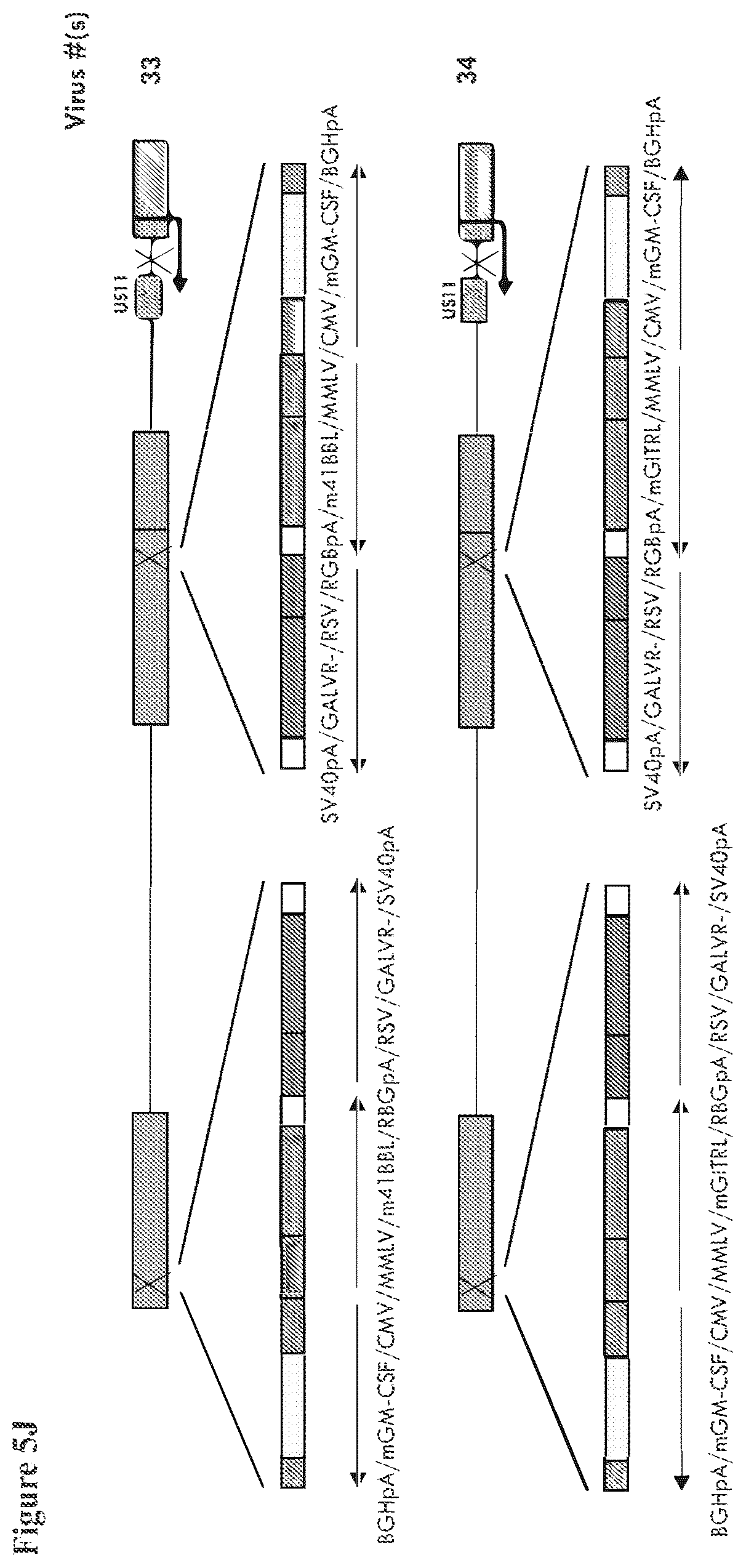 Patent US12564633 Figure 14 – Oncolytic virus strain