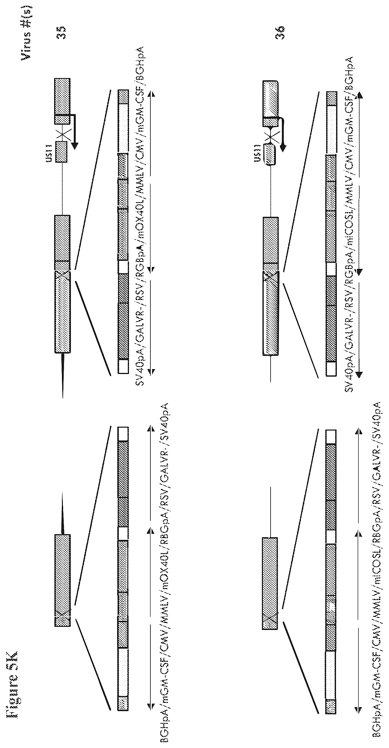 Patent US12564633 Figure 15 – Oncolytic virus strain
