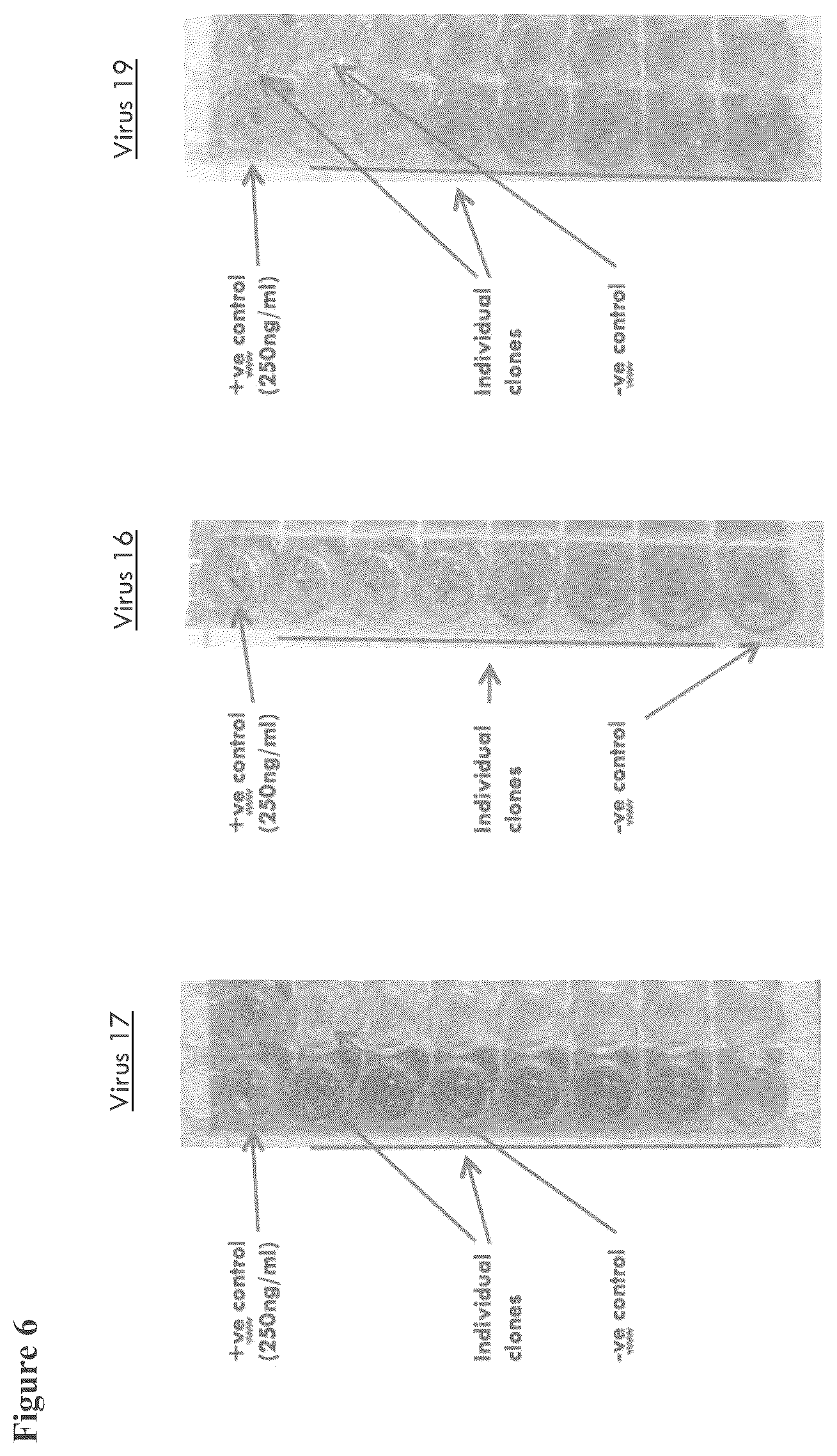 Patent US12564633 Figure 16 – Oncolytic virus strain