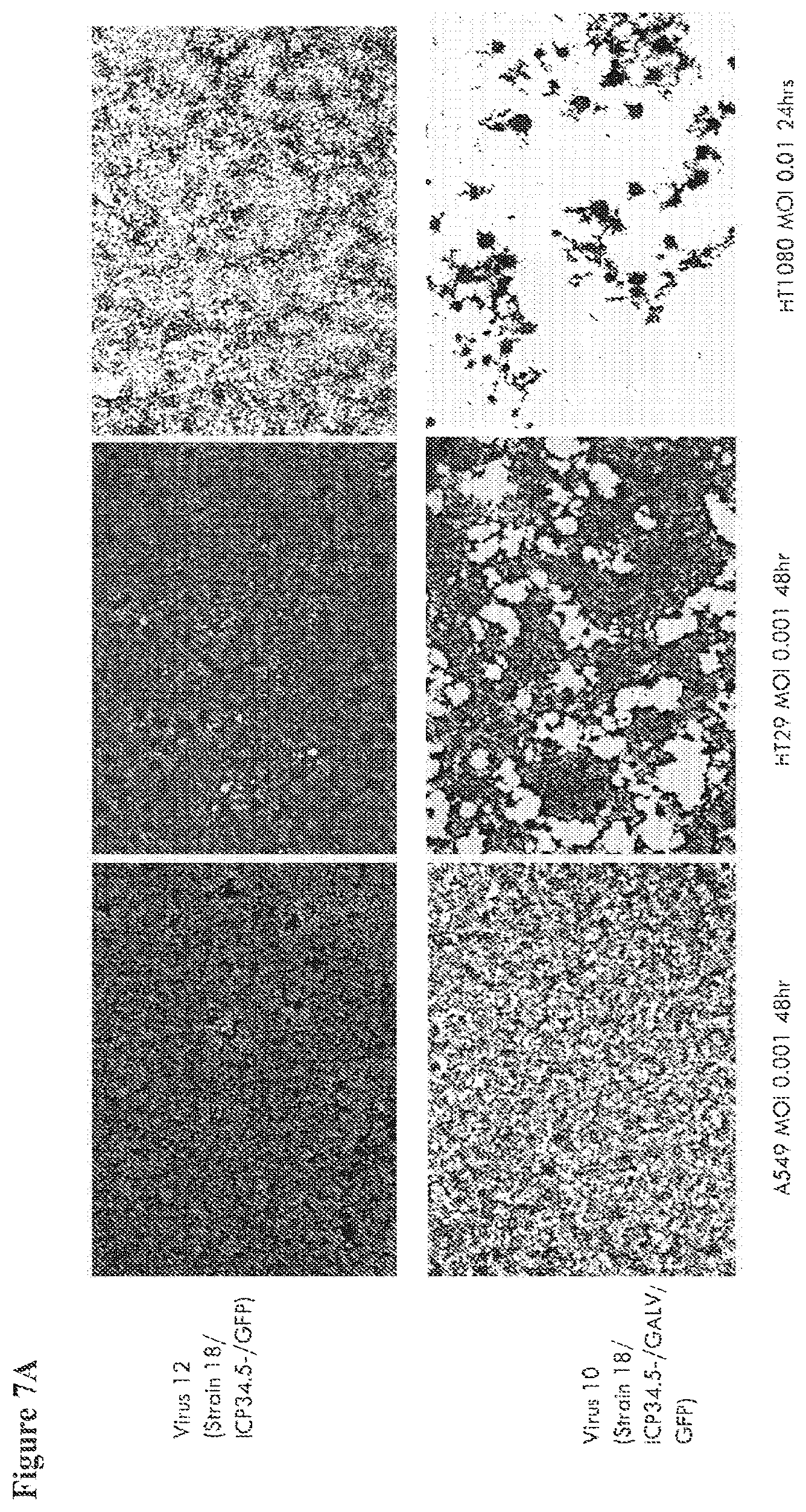Patent US12564633 Figure 17 – Oncolytic virus strain