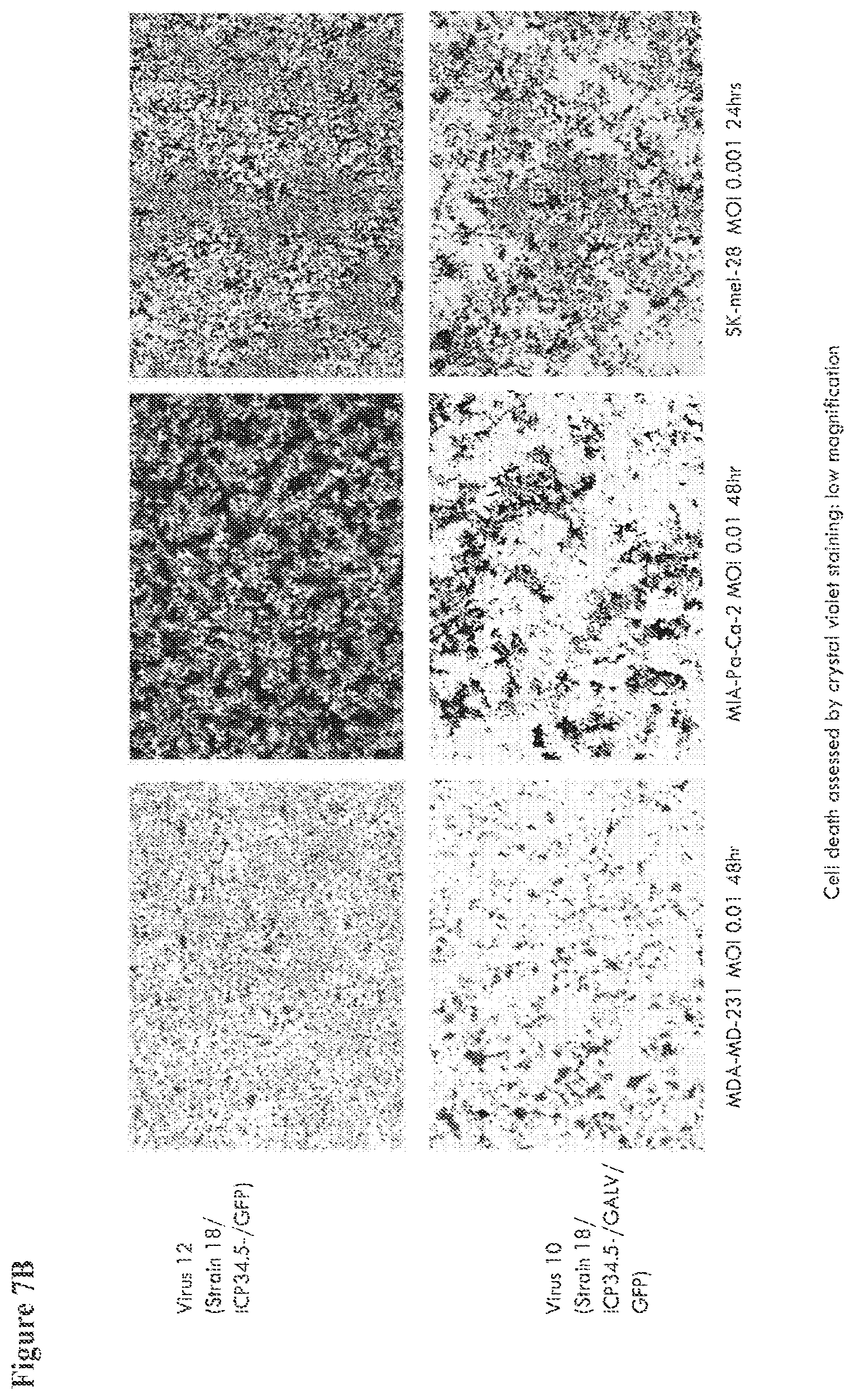Patent US12564633 Figure 18 – Oncolytic virus strain