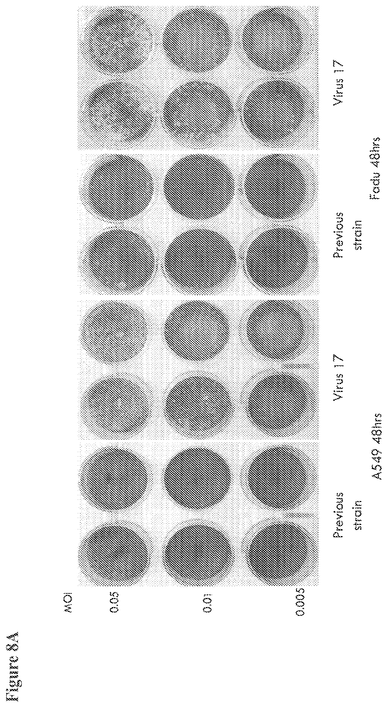 Patent US12564633 Figure 19 – Oncolytic virus strain