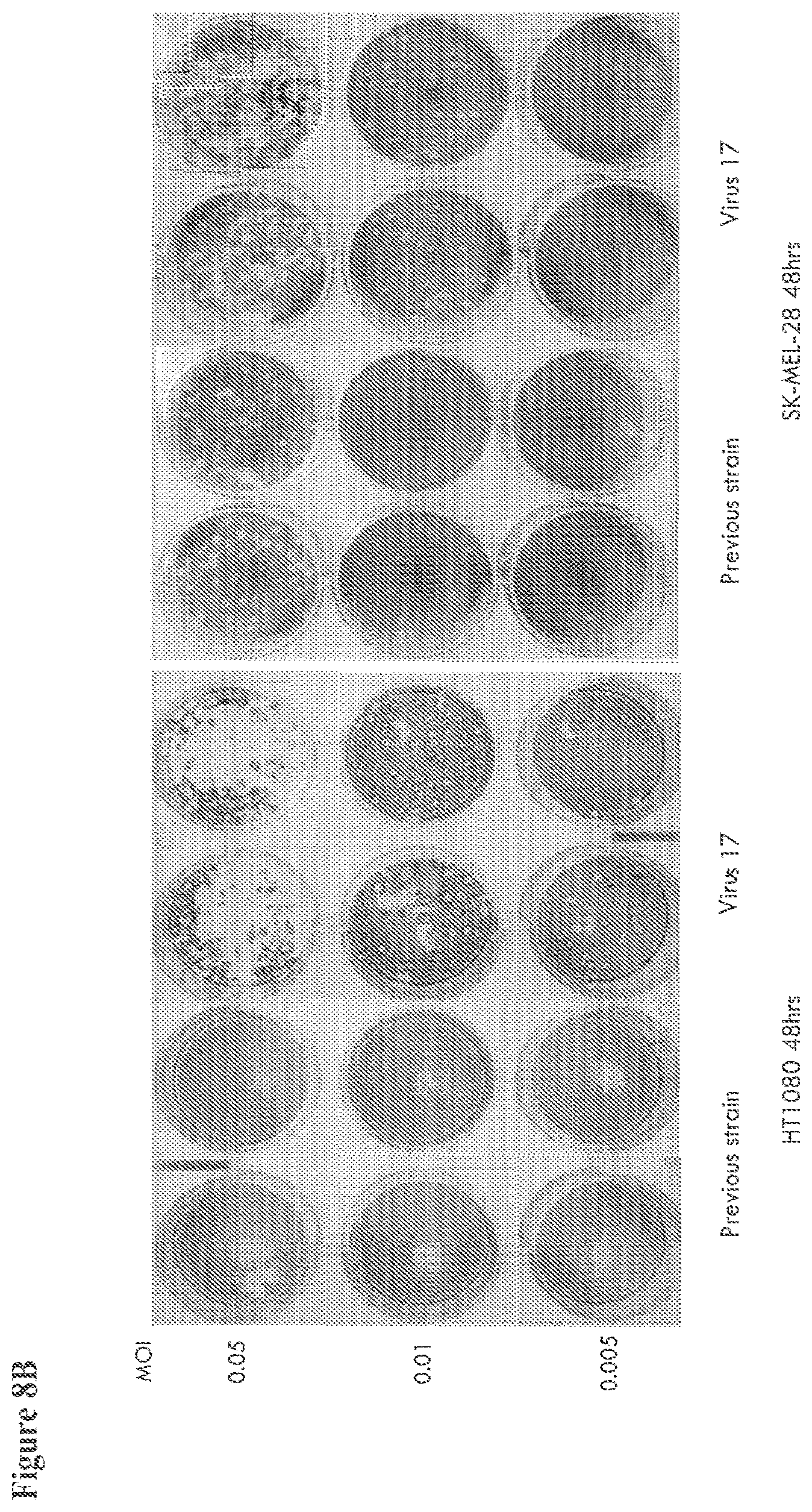 Patent US12564633 Figure 20 – Oncolytic virus strain