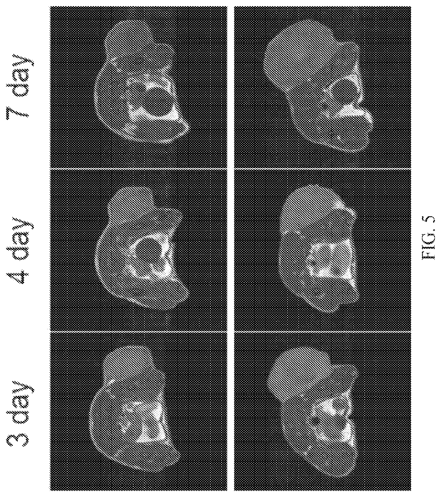 Patent US12564635 Figure 5 – Long-lived gadolinium based tumor targeted imaging and therapy agents