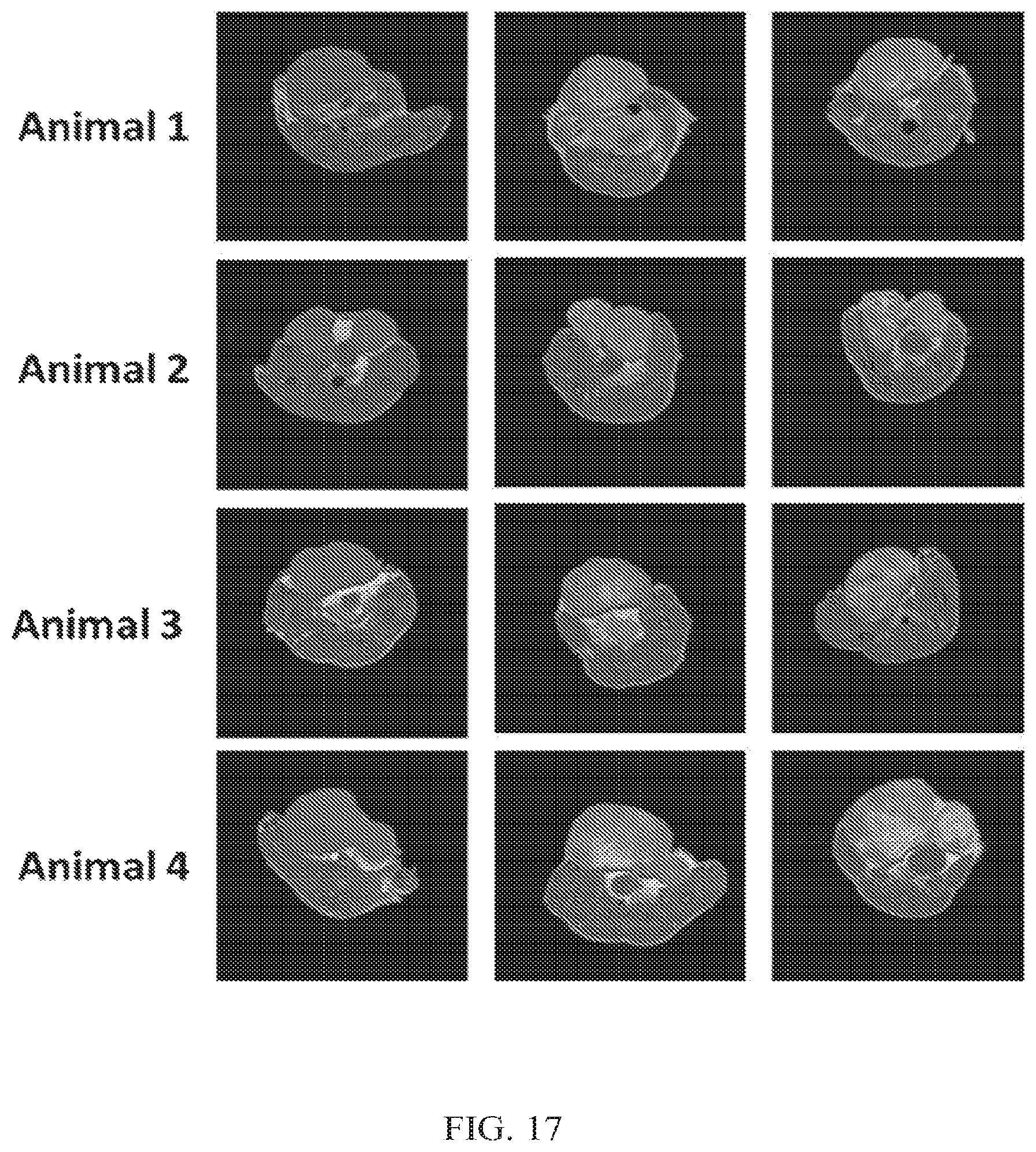 Patent US12564635 Figure 17 – Long-lived gadolinium based tumor targeted imaging and therapy agents