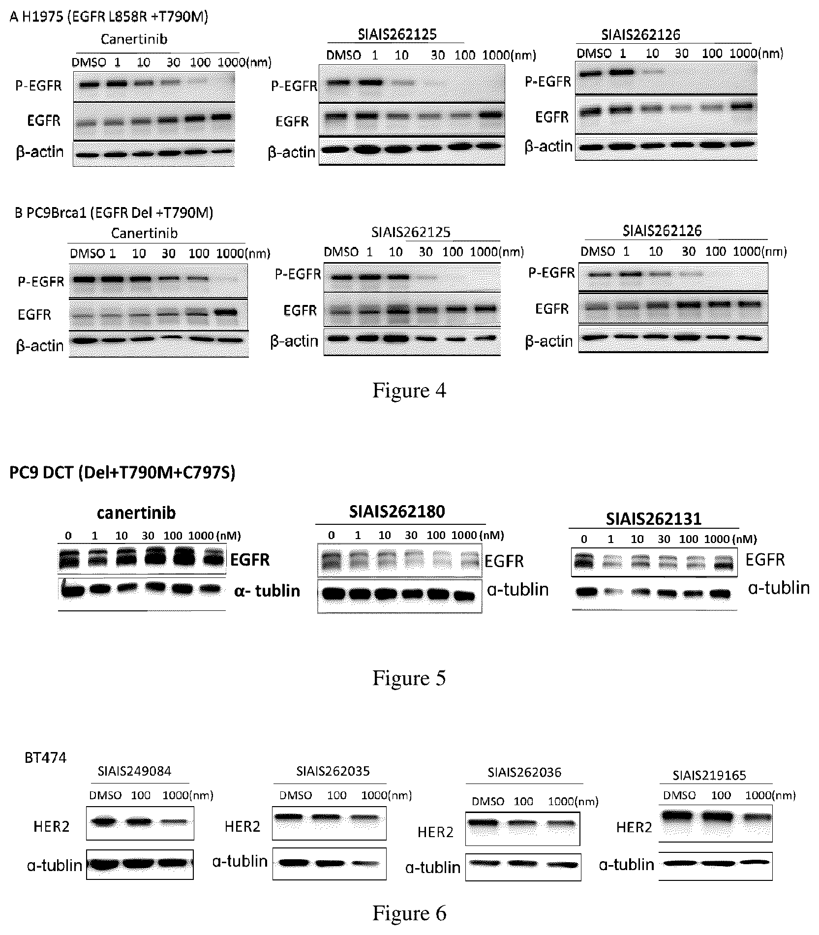 Patent US12564638 Figure 2 – EGFR protein degradant and anti-tumor application thereof