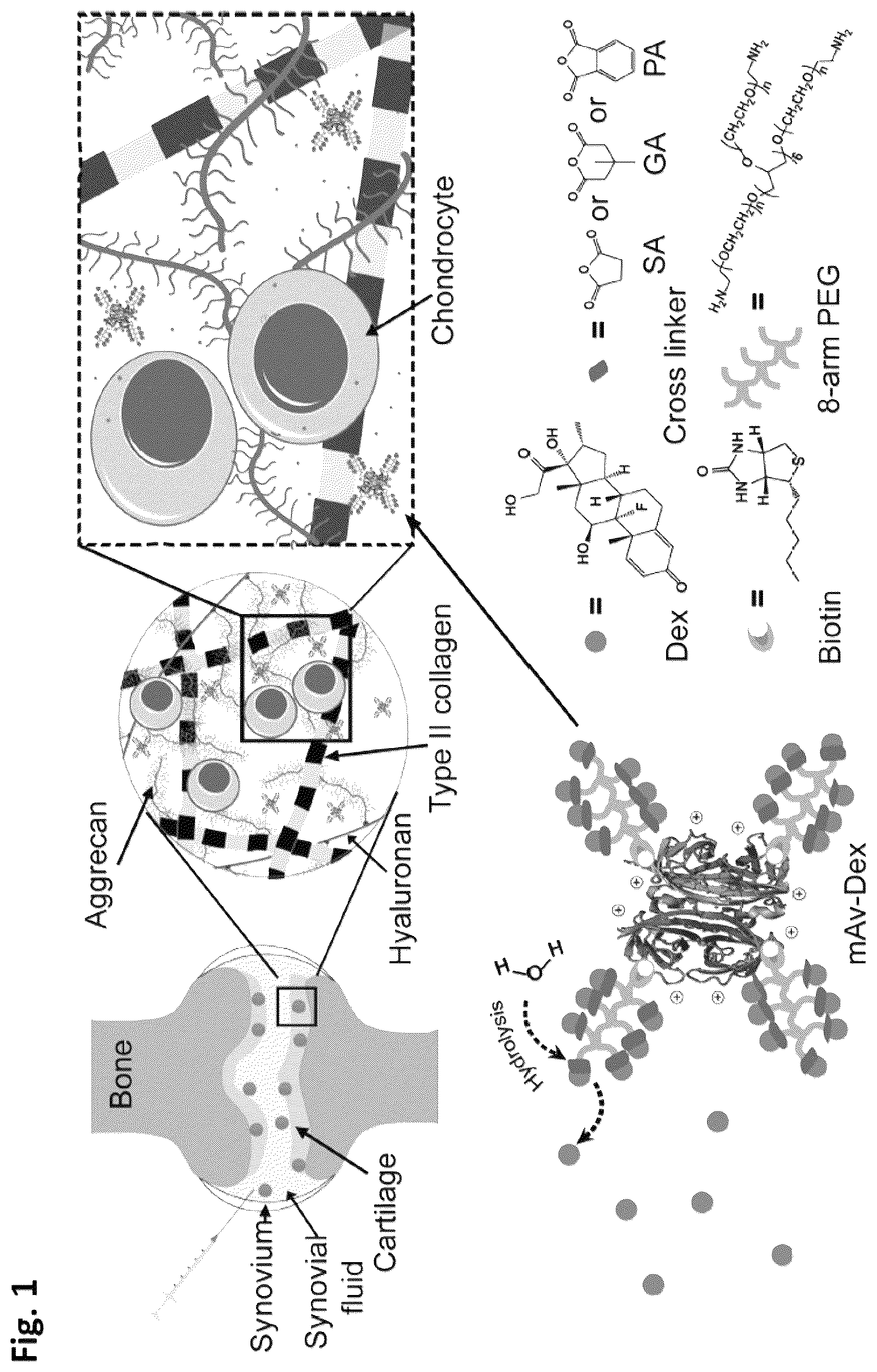 Patent US12564639 Figure 1 – Cationic nanostructures for intra-cartilage delivery of contrast agents and diagnostic uses thereof