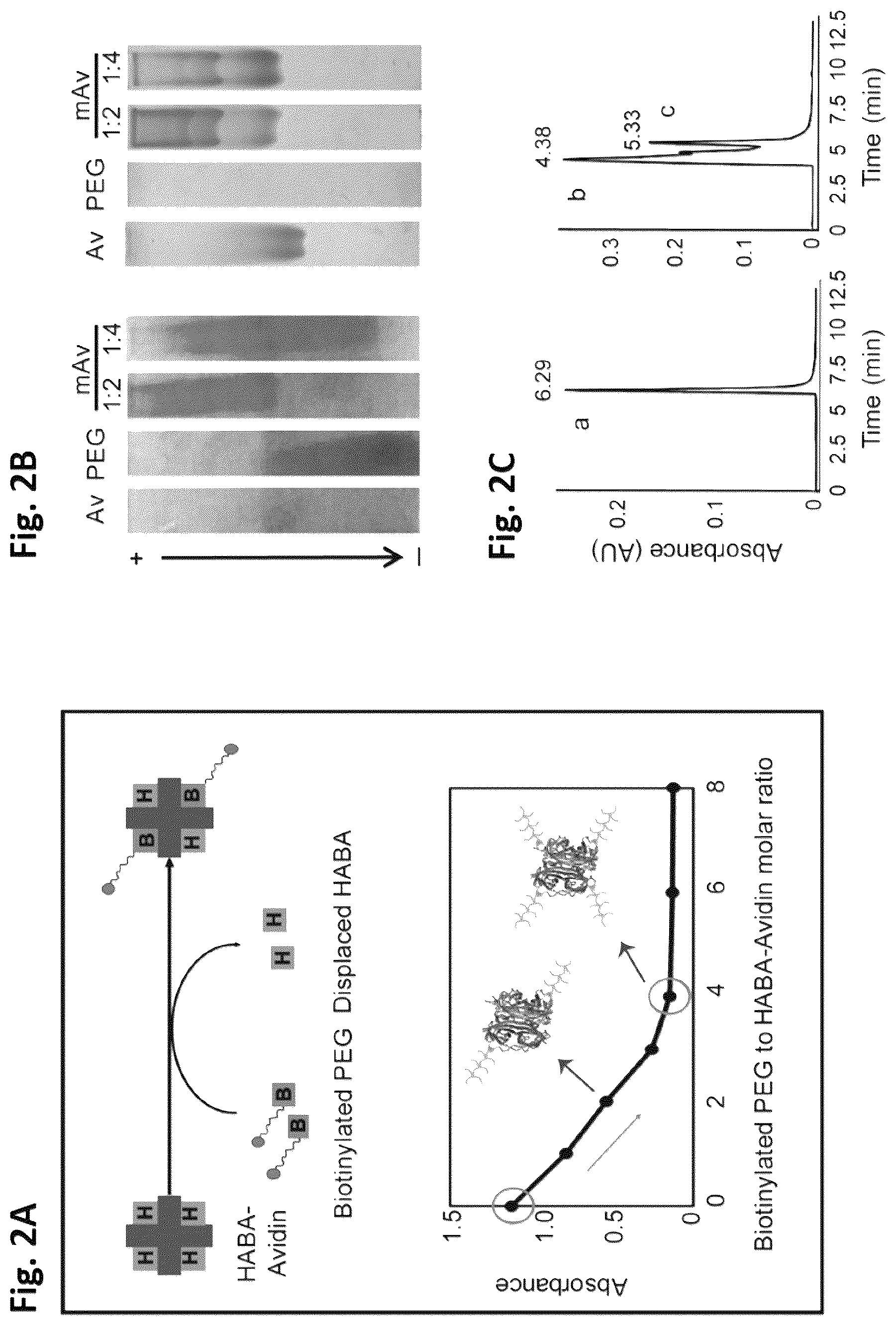 Patent US12564639 Figure 2 – Cationic nanostructures for intra-cartilage delivery of contrast agents and diagnostic uses thereof