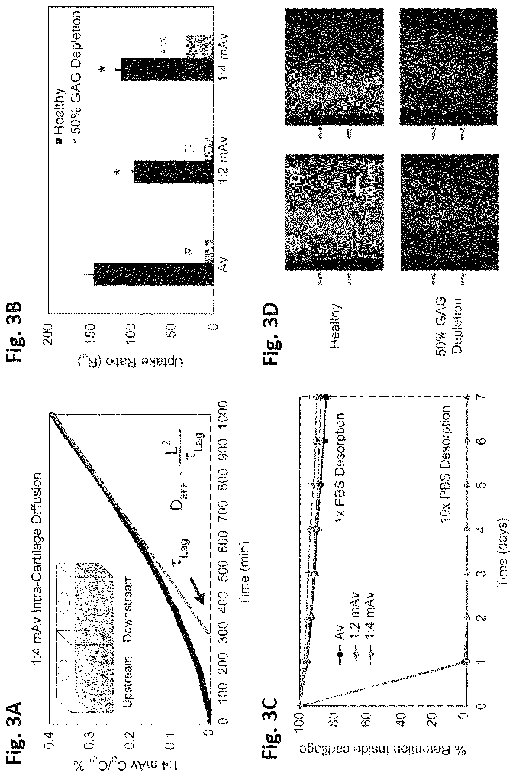 Patent US12564639 Figure 3 – Cationic nanostructures for intra-cartilage delivery of contrast agents and diagnostic uses thereof