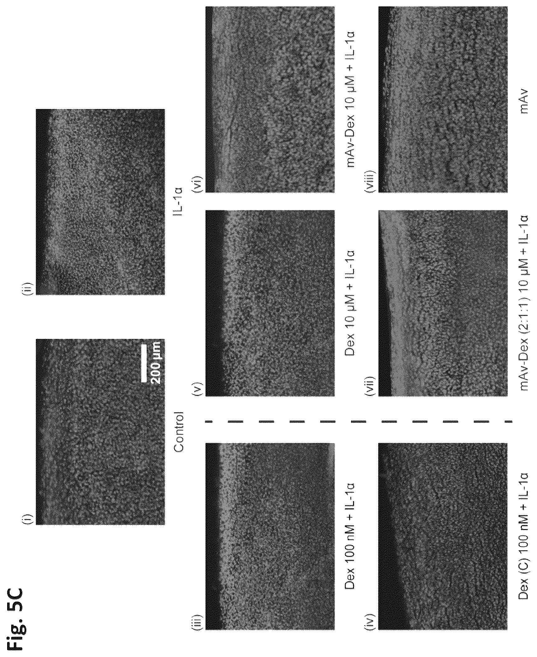 Patent US12564639 Figure 6 – Cationic nanostructures for intra-cartilage delivery of contrast agents and diagnostic uses thereof
