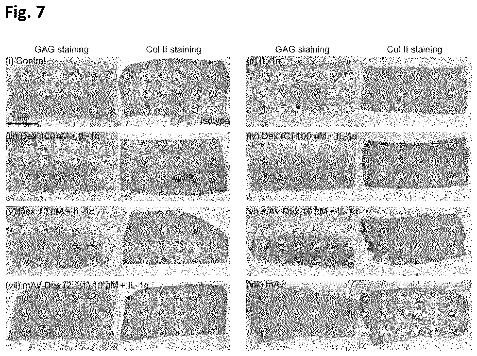 Patent US12564639 Figure 8 – Cationic nanostructures for intra-cartilage delivery of contrast agents and diagnostic uses thereof