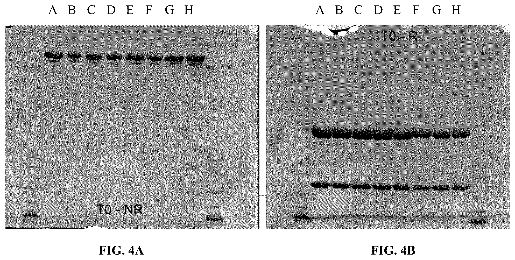 Patent US12564642 Figure 4 – CEACAM5 antibody-drug conjugate formulation