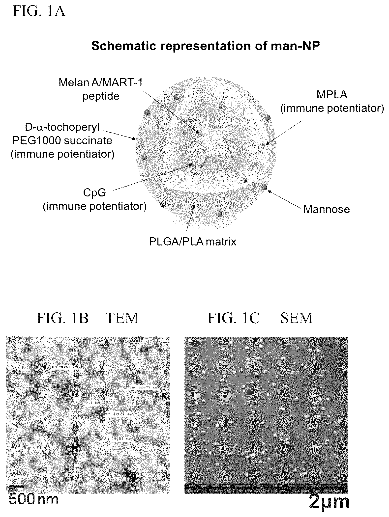 Patent US12564643 Figure 1 – Polymeric nanovaccines and uses thereof