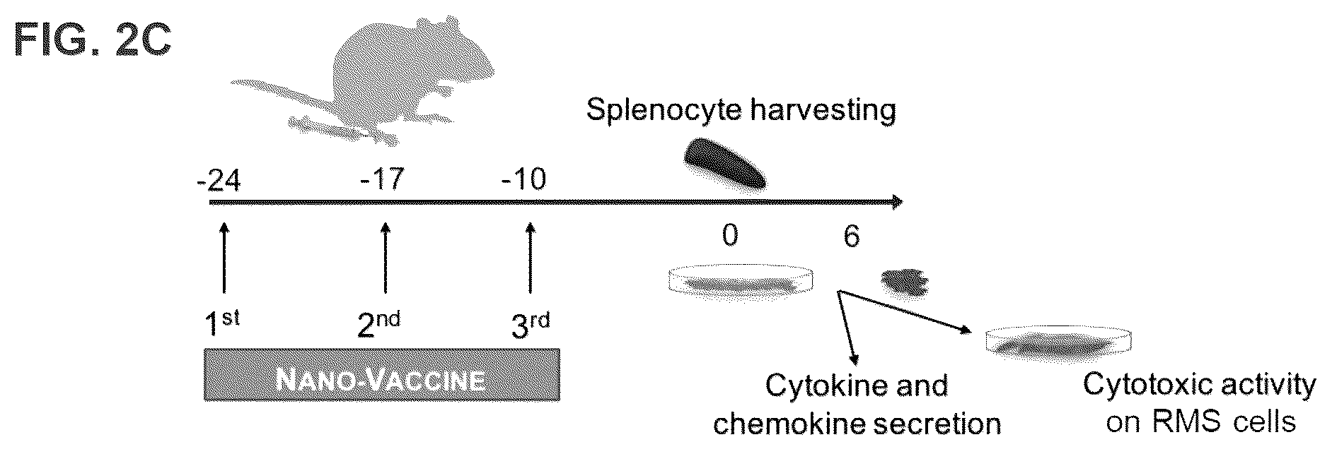 Patent US12564643 Figure 7 – Polymeric nanovaccines and uses thereof