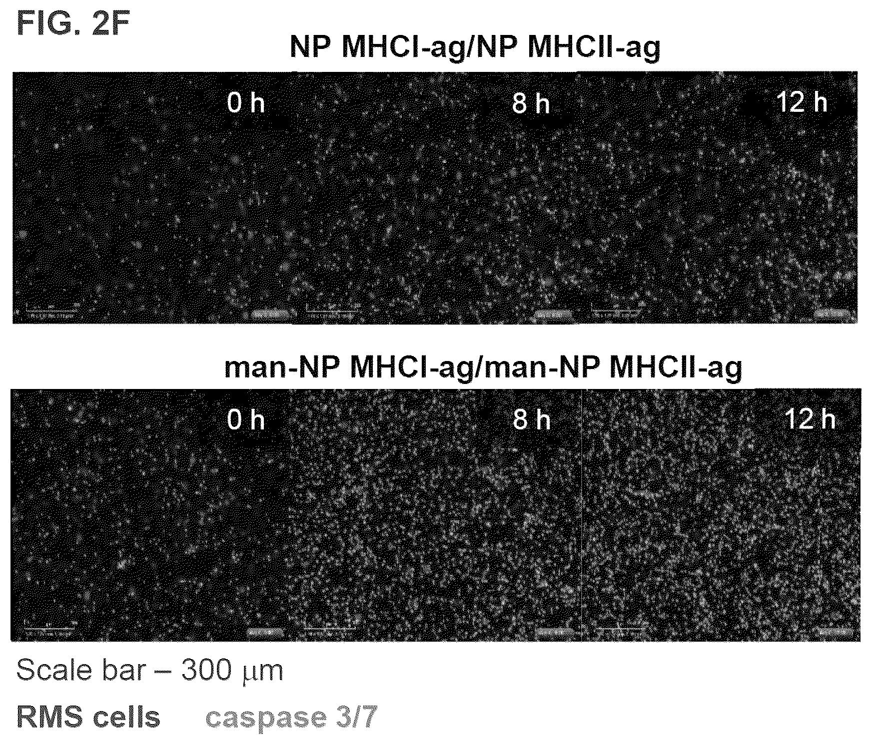 Patent US12564643 Figure 10 – Polymeric nanovaccines and uses thereof