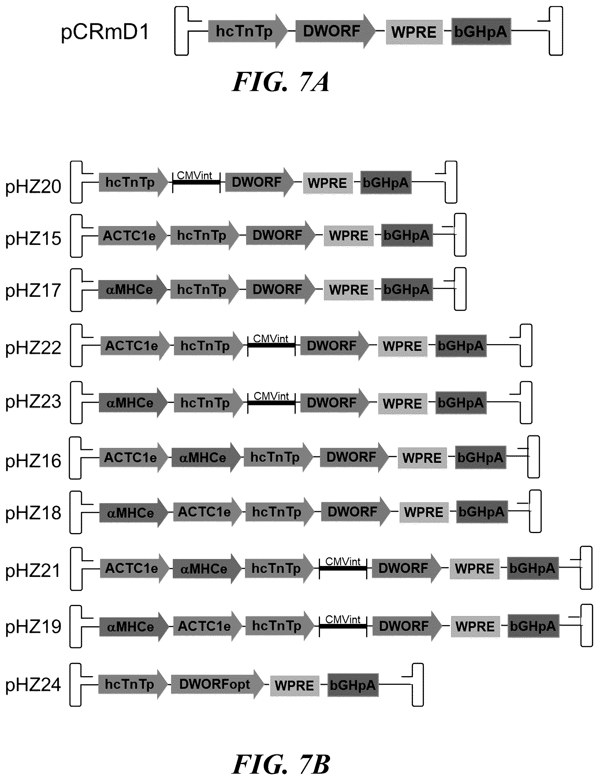 Patent US12564647 Figure 6 – Optimized expression cassettes for gene therapy