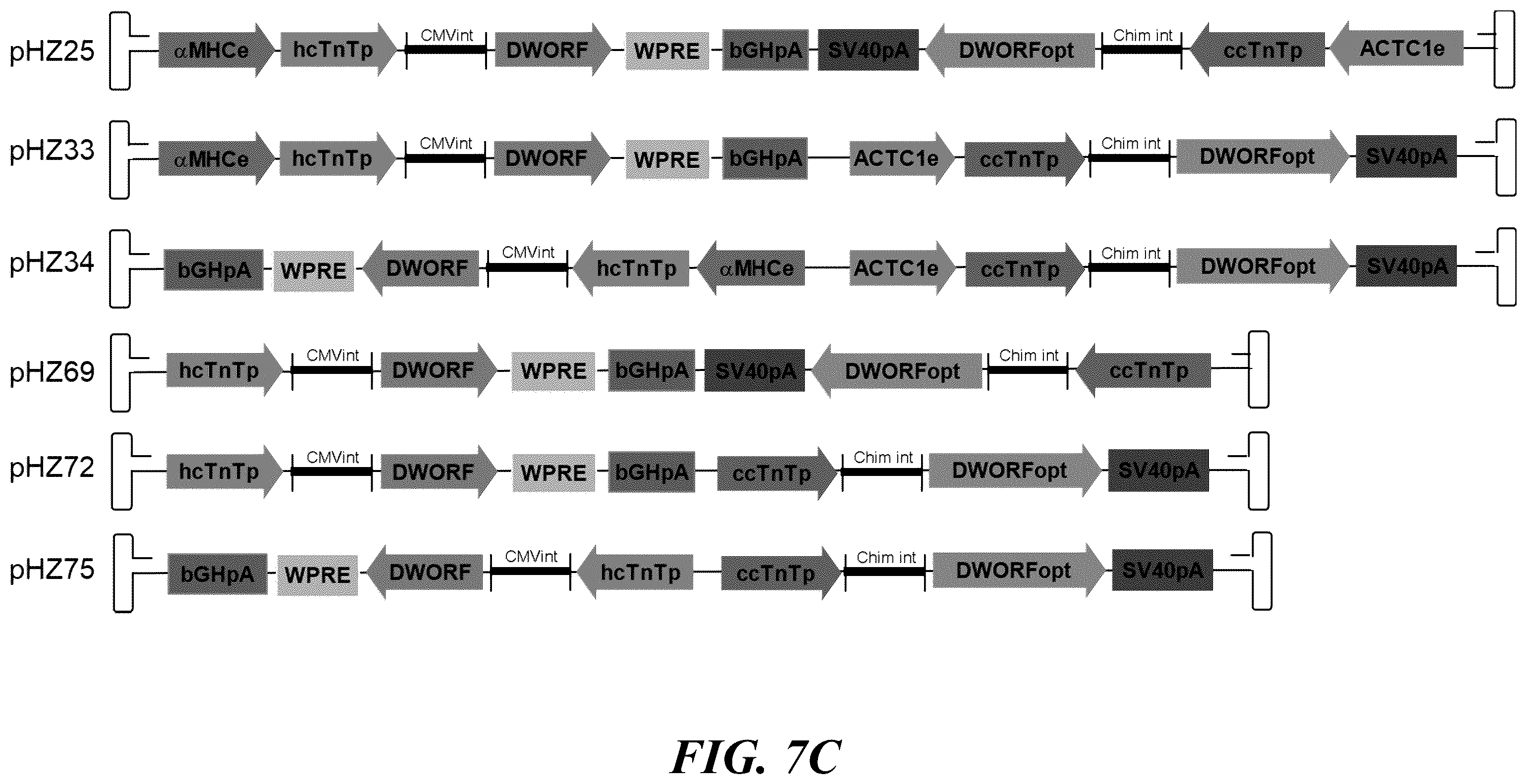 Patent US12564647 Figure 7 – Optimized expression cassettes for gene therapy