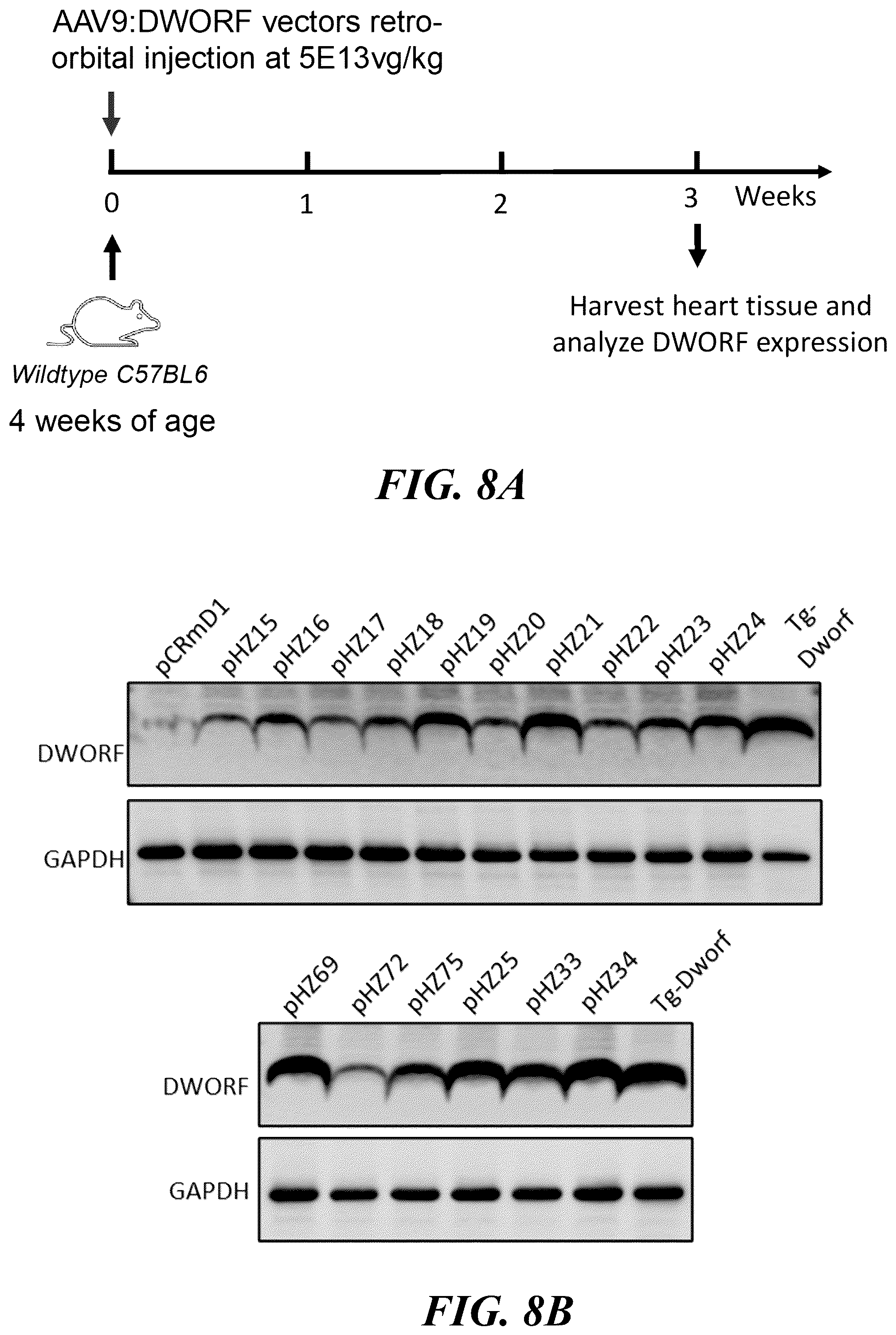 Patent US12564647 Figure 8 – Optimized expression cassettes for gene therapy
