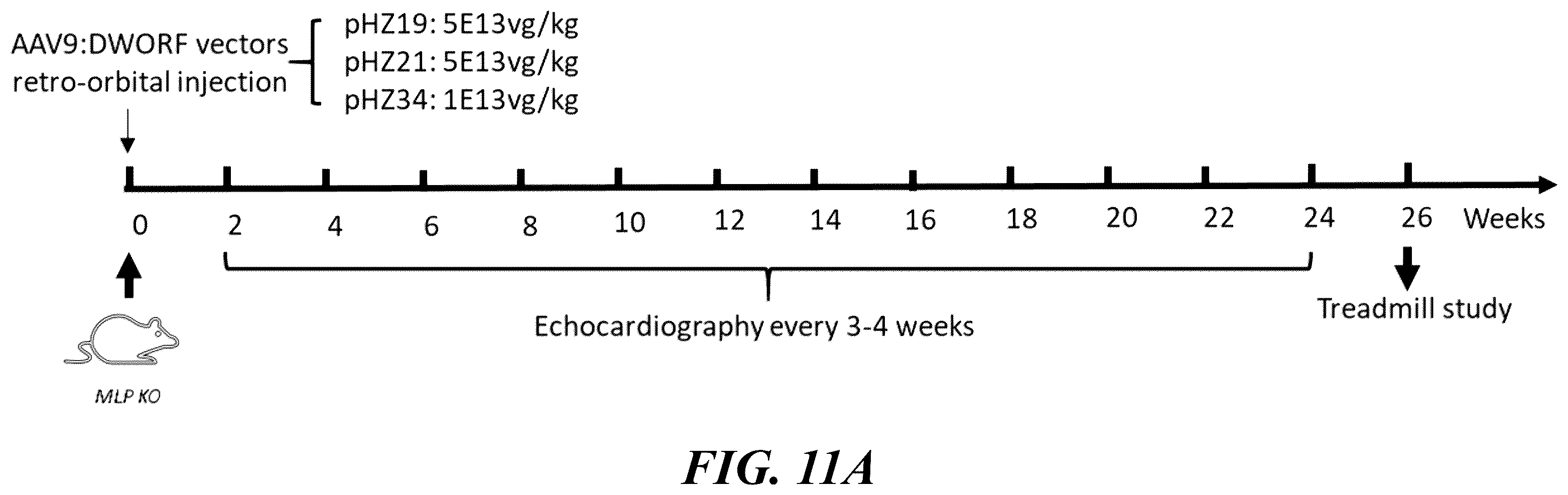 Patent US12564647 Figure 12 – Optimized expression cassettes for gene therapy
