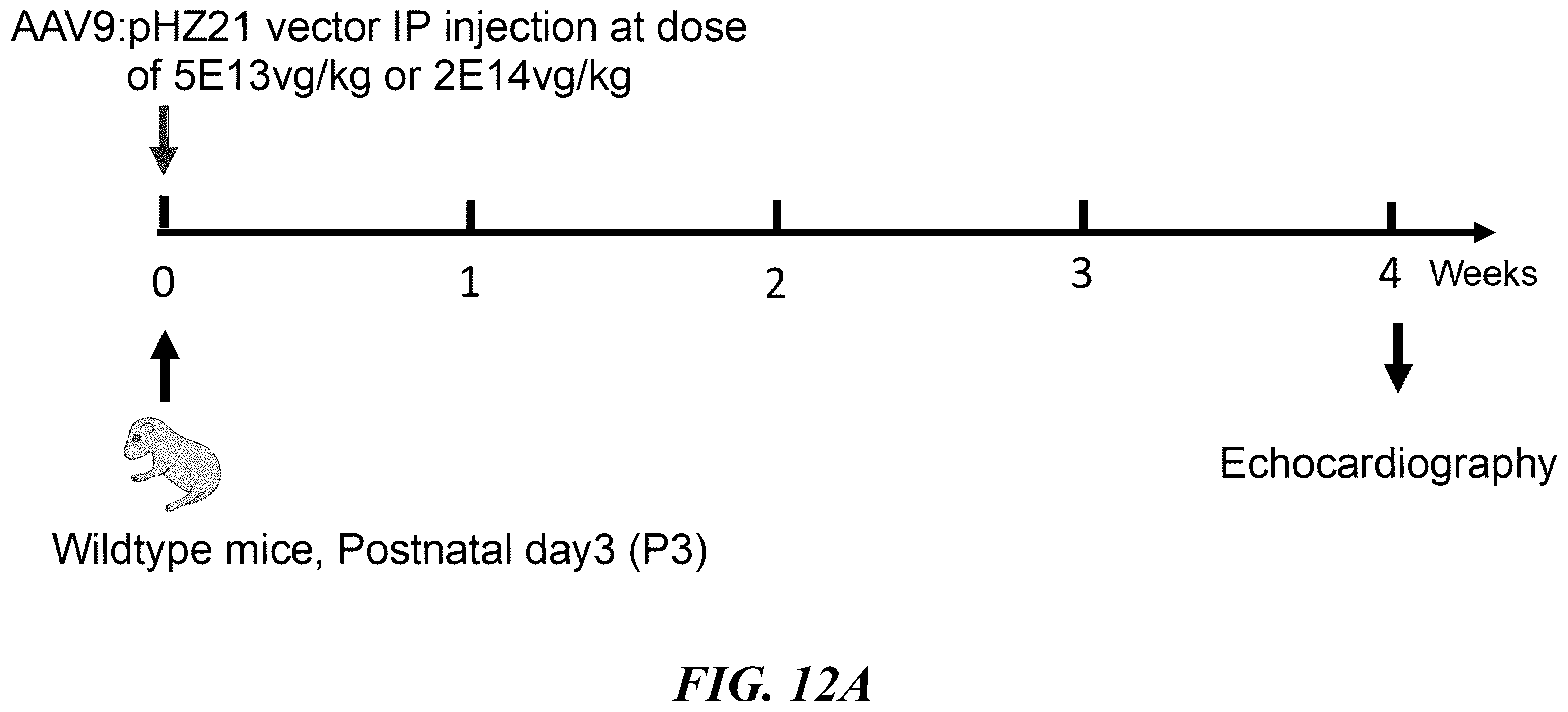 Patent US12564647 Figure 15 – Optimized expression cassettes for gene therapy