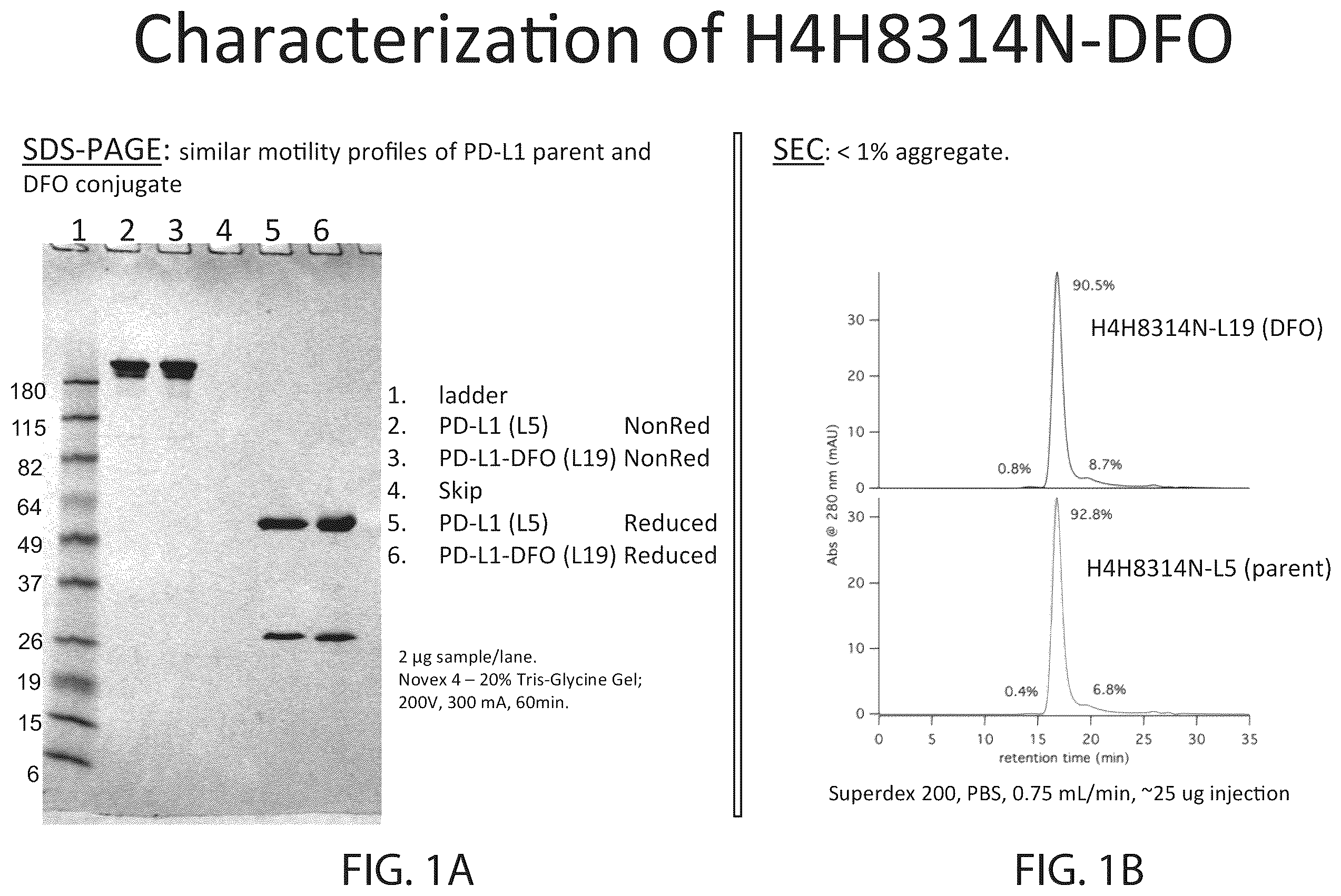 Patent US12564651 Figure 1 – Radiolabeled anti-PD-L1 antibodies for immuno-PET imaging