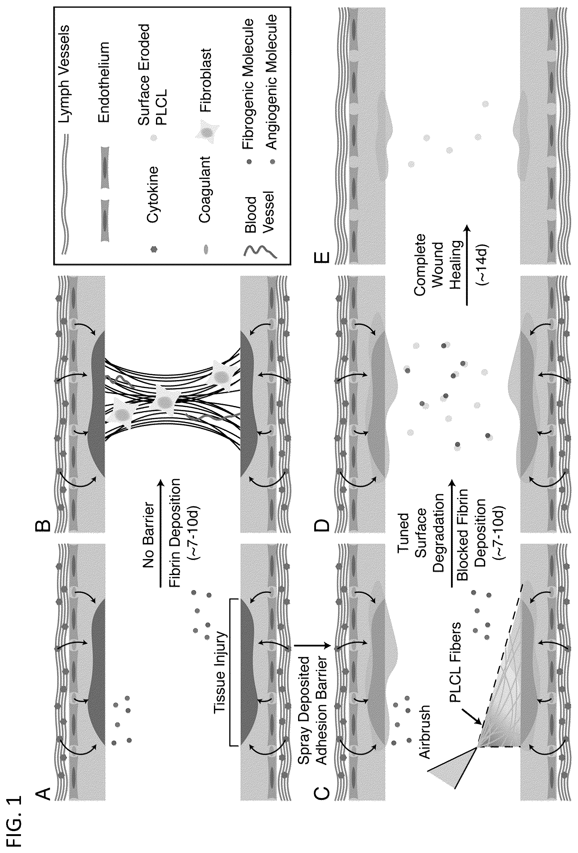 Patent US12564656 Figure 1 – Sprayable tissue adhesive with biodegradation for wound treatment