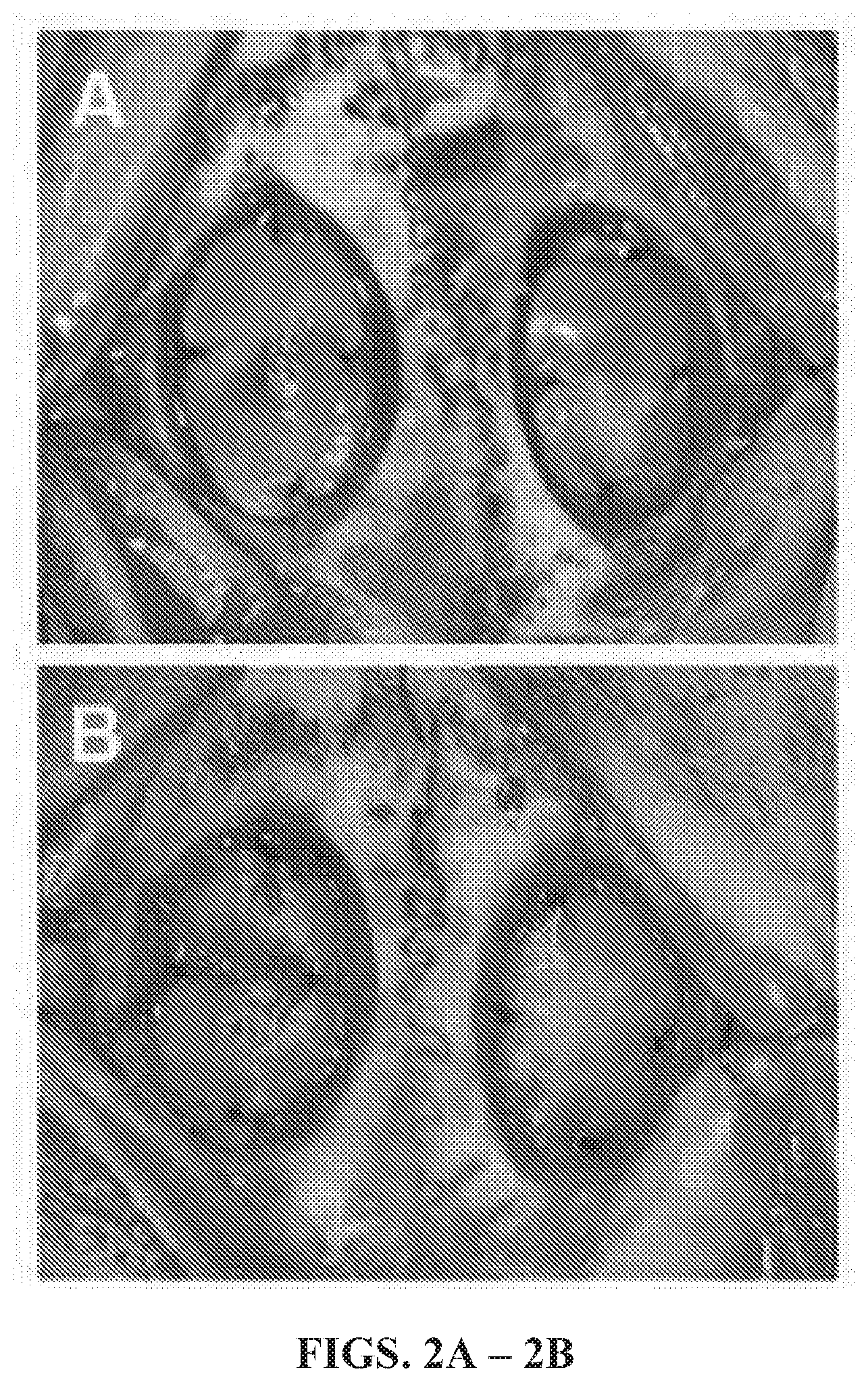 Patent US12564658 Figure 2 – Tissue substitute materials and methods for tissue repair