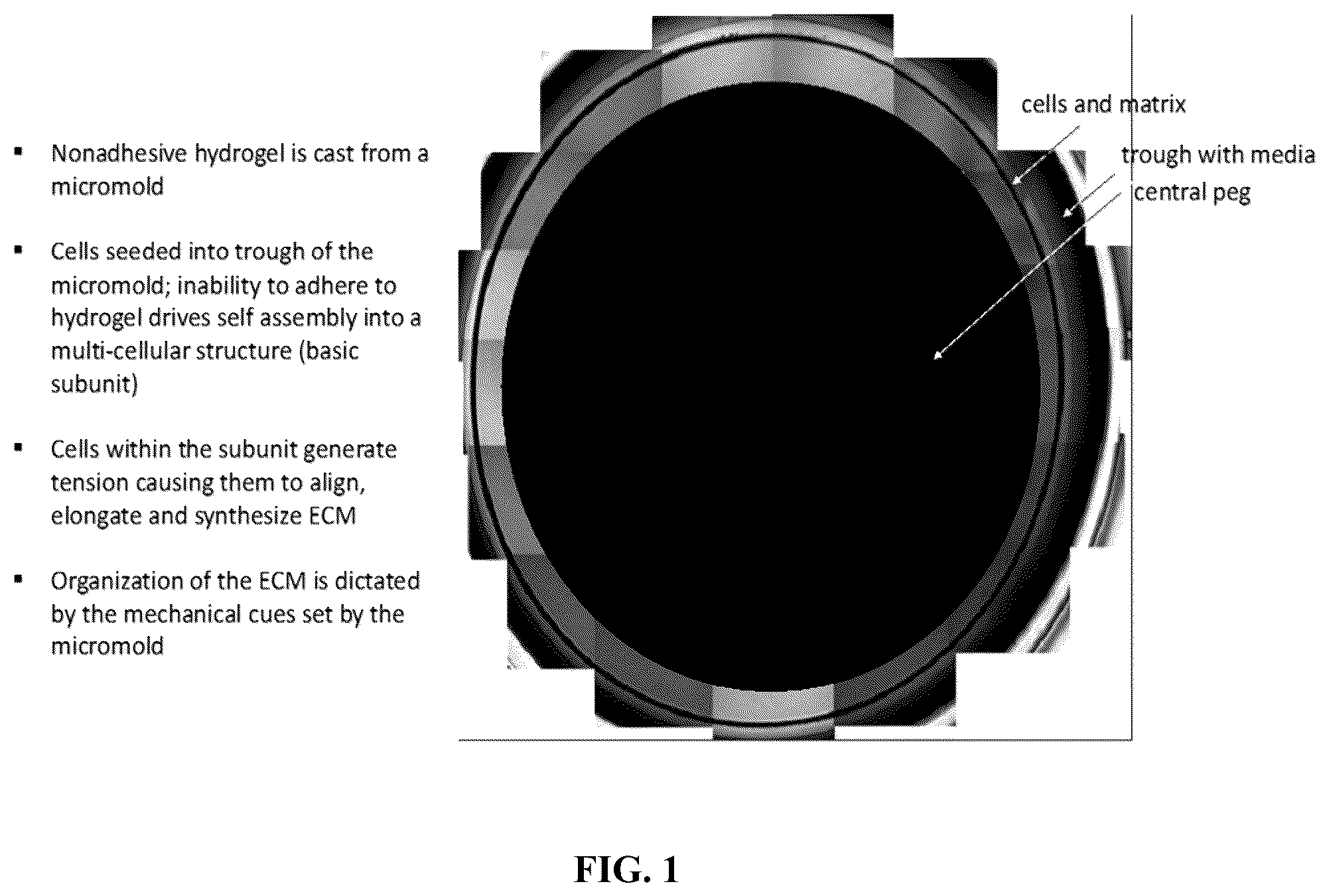Patent US12564660 Figure 1 – Biofabrication of vaginal support using vaginally derived cells