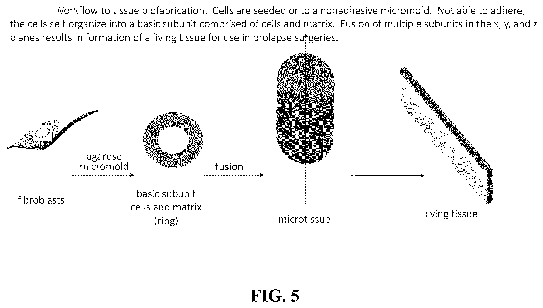 Patent US12564660 Figure 5 – Biofabrication of vaginal support using vaginally derived cells