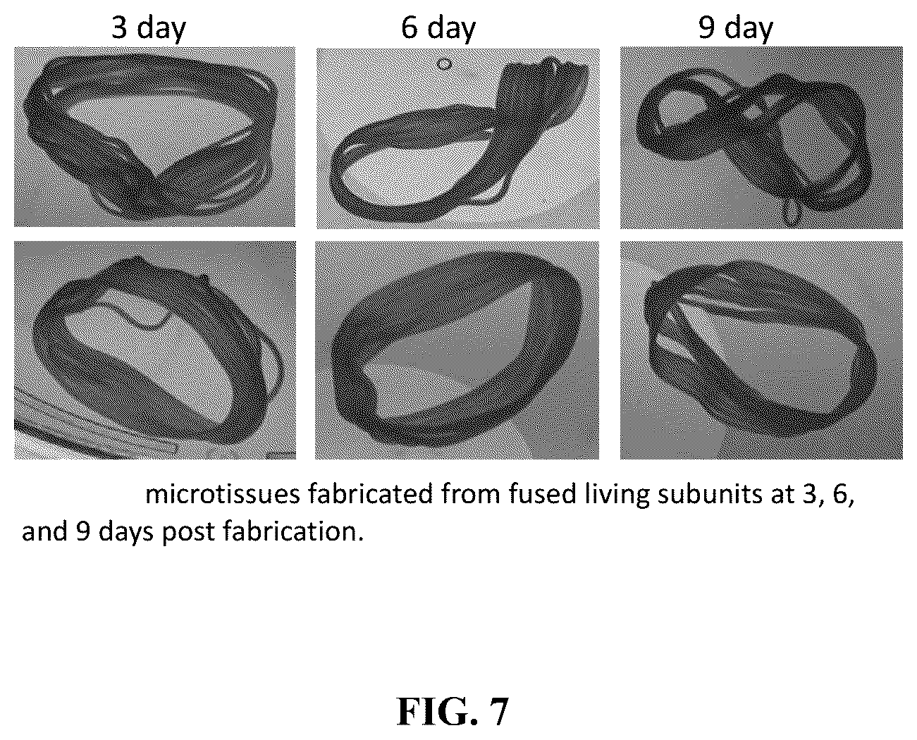 Patent US12564660 Figure 7 – Biofabrication of vaginal support using vaginally derived cells