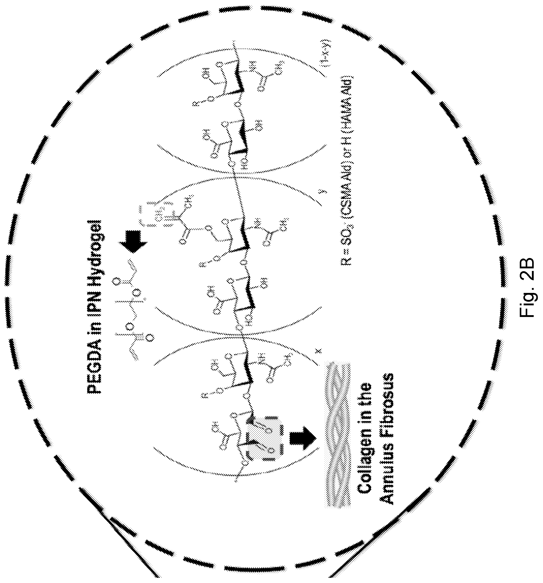 Patent US12564661 Figure 3 – Approach to repair tissue defects by bonding injectable gels to native soft tissues