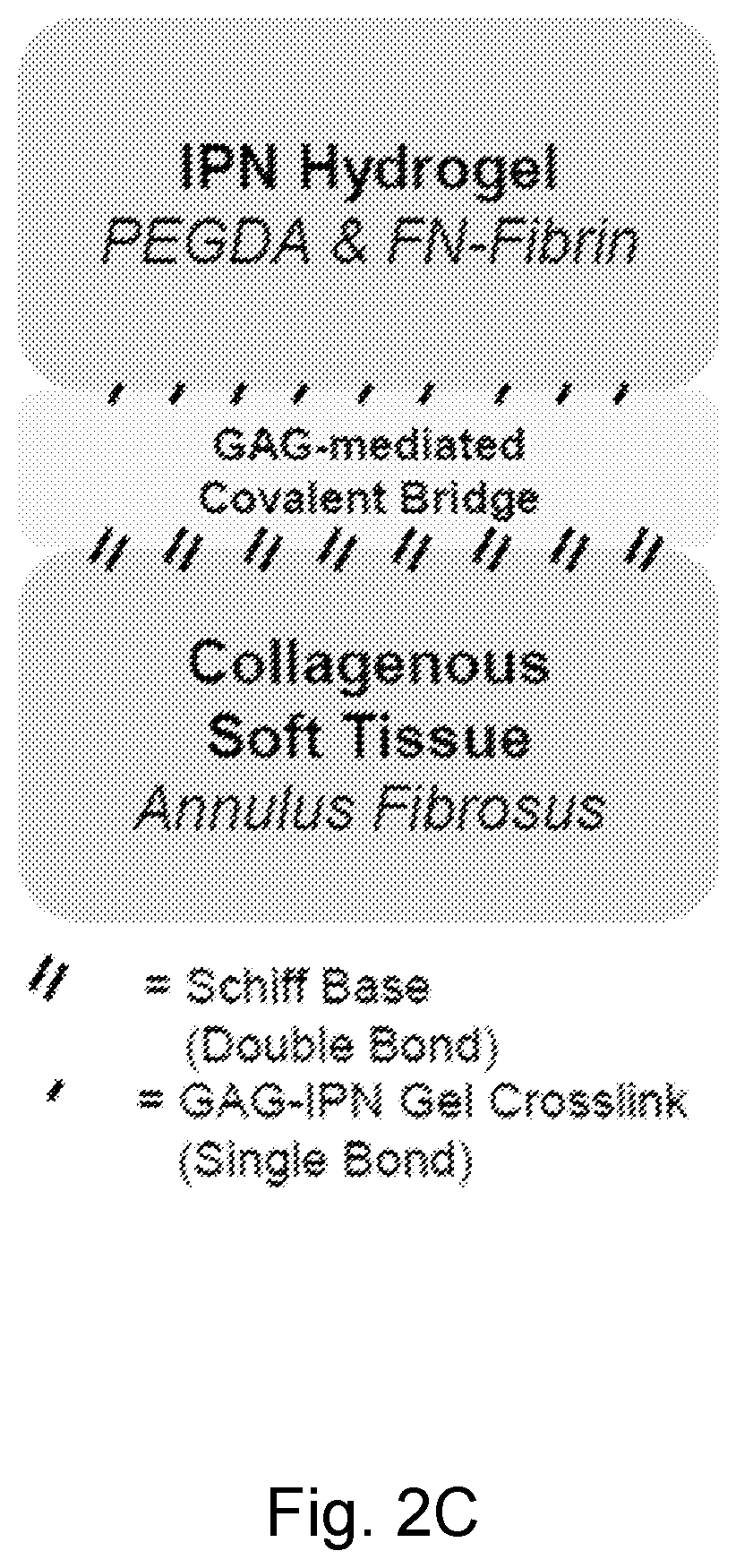 Patent US12564661 Figure 4 – Approach to repair tissue defects by bonding injectable gels to native soft tissues