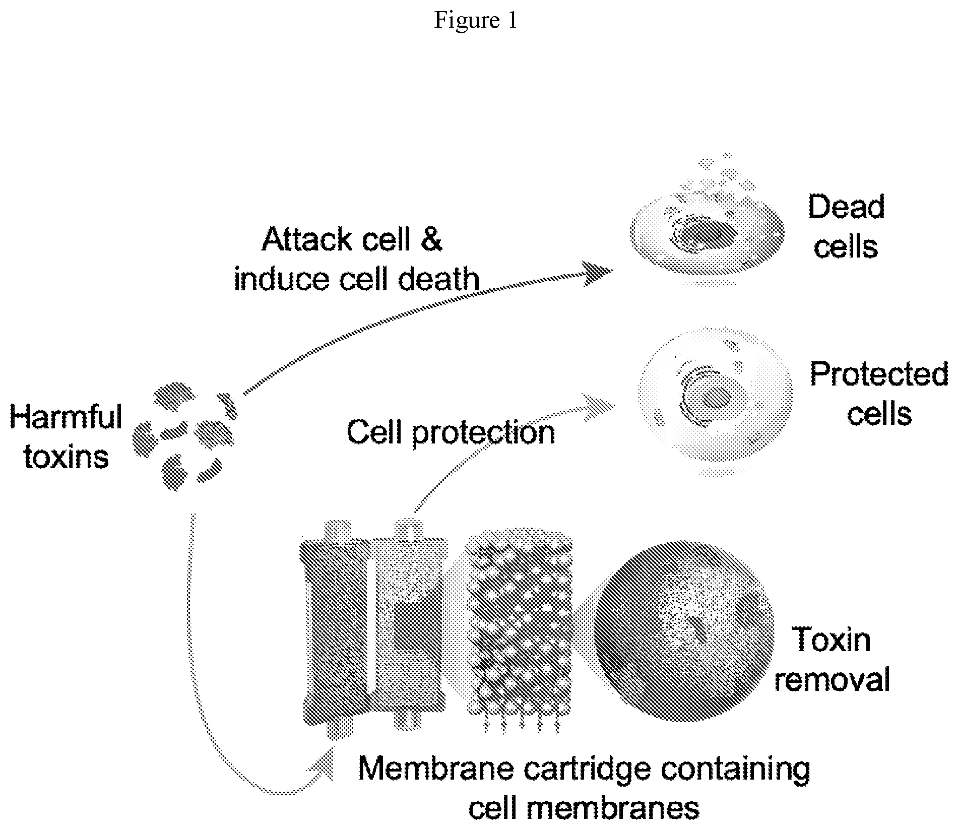 Patent US12564667 Figure 1 – Devices containing cellular membrane and uses thereof