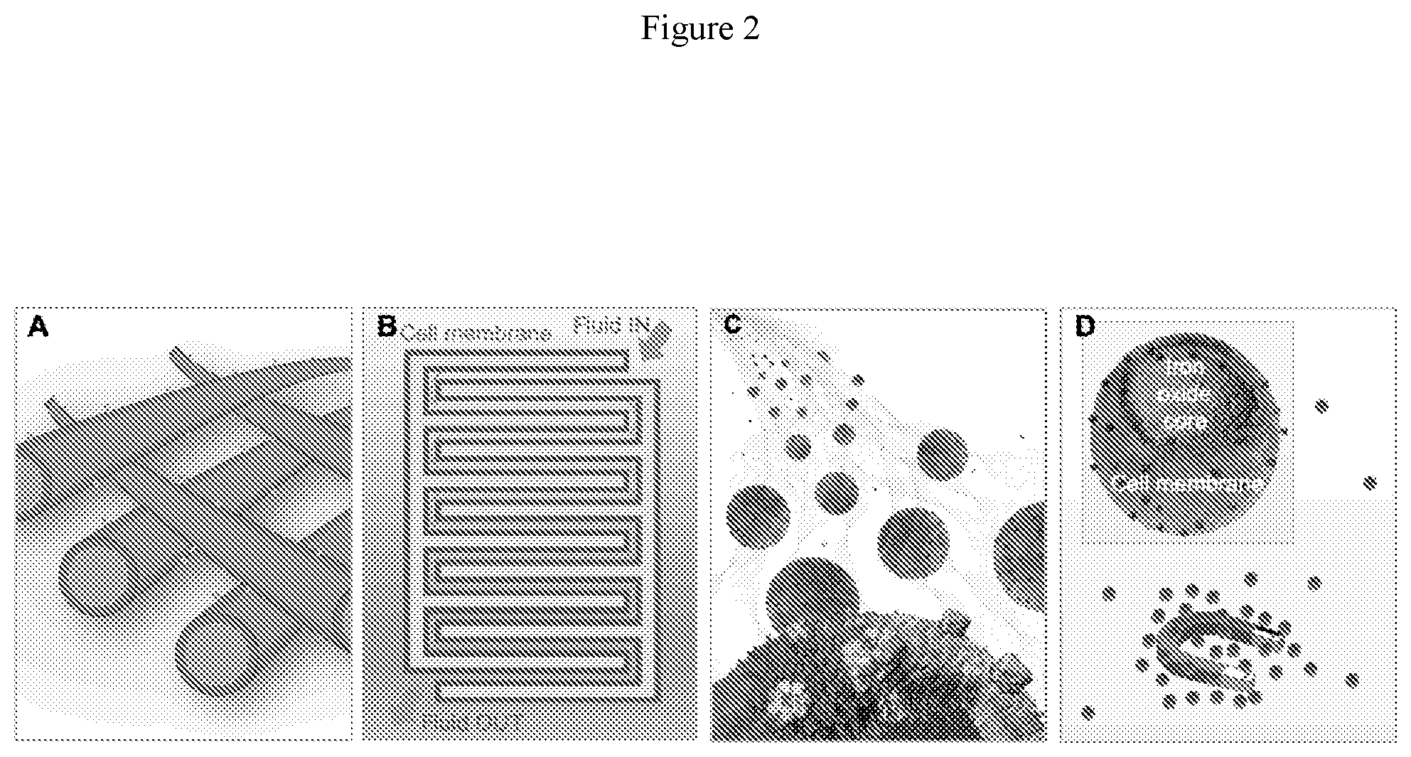Patent US12564667 Figure 2 – Devices containing cellular membrane and uses thereof
