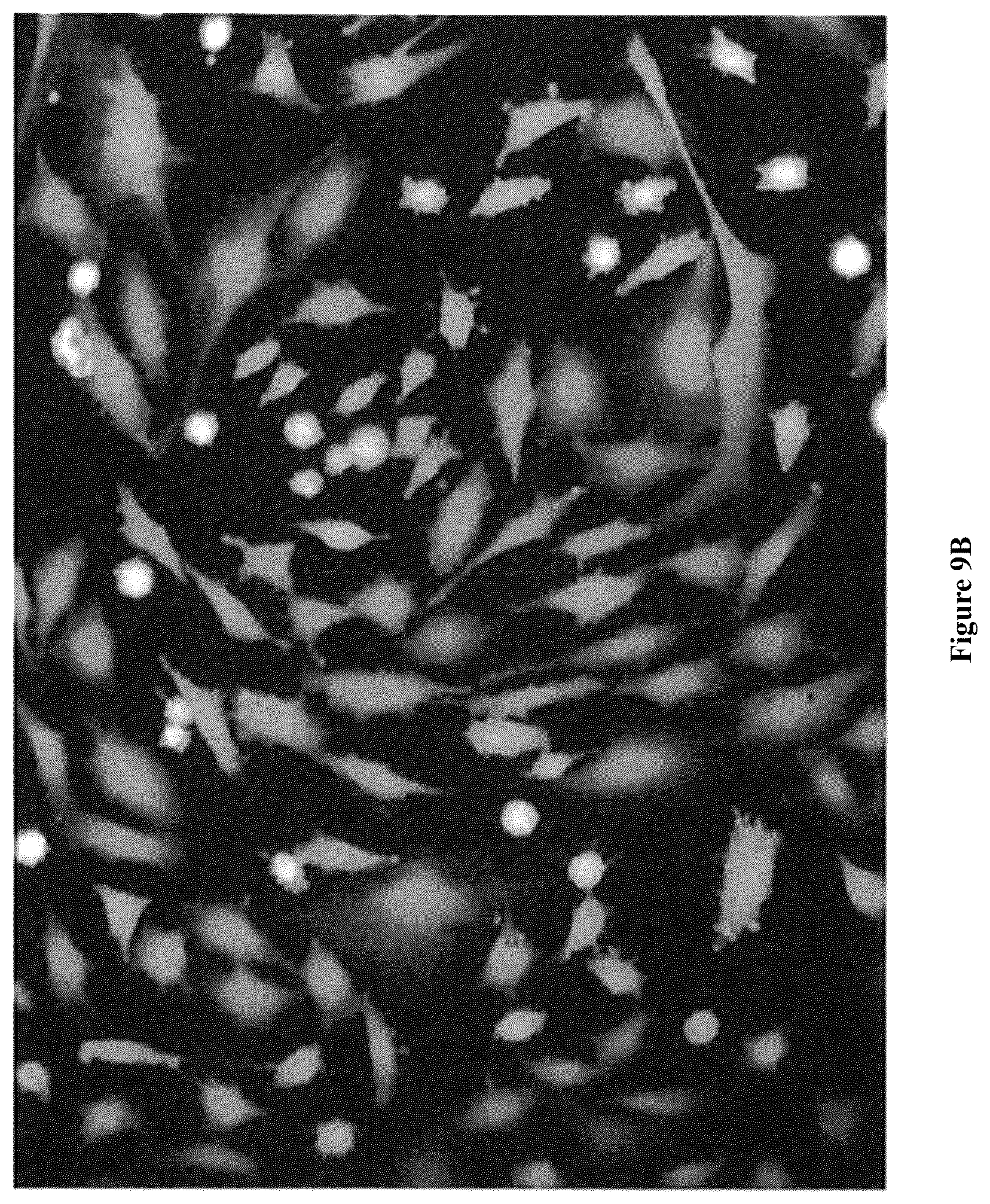 Patent US12564822 Figure 12 – Device for manufacture of T-cells for autologous cell therapy