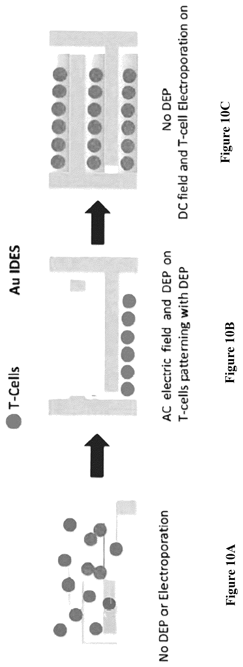 Patent US12564822 Figure 13 – Device for manufacture of T-cells for autologous cell therapy