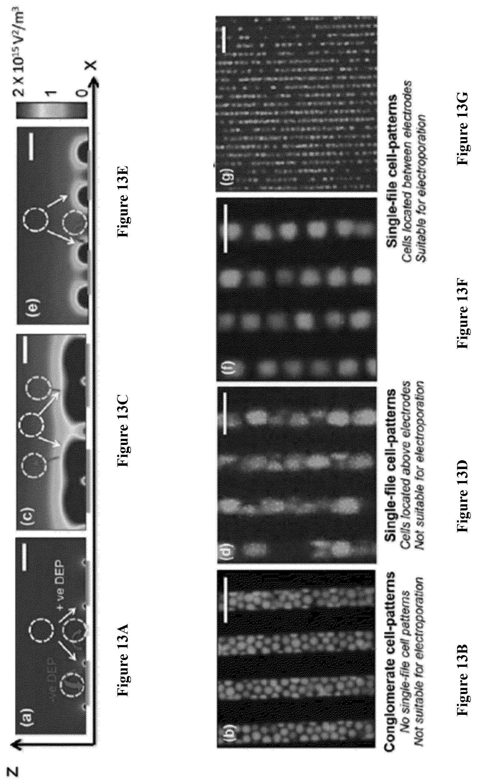 Patent US12564822 Figure 17 – Device for manufacture of T-cells for autologous cell therapy