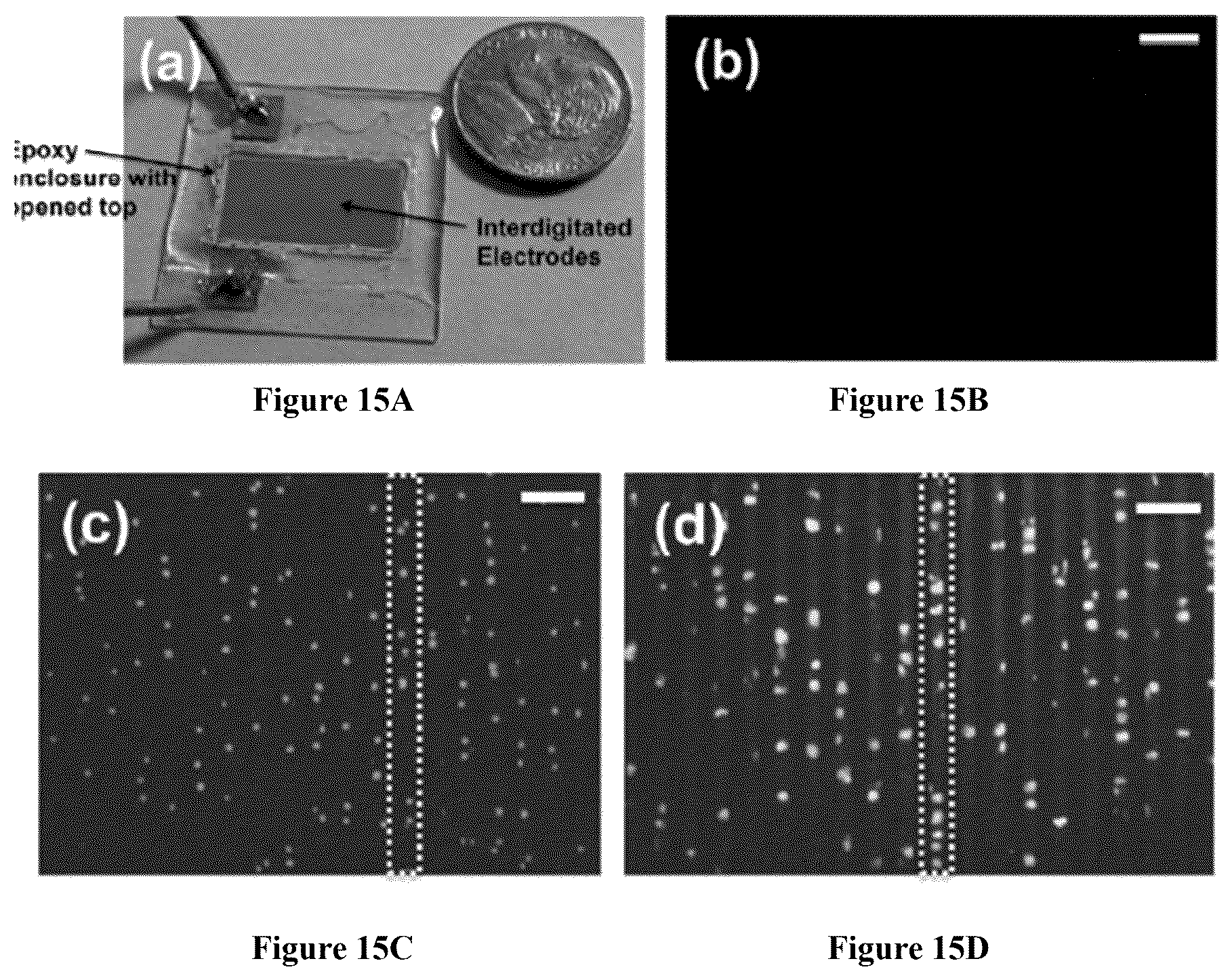 Patent US12564822 Figure 19 – Device for manufacture of T-cells for autologous cell therapy
